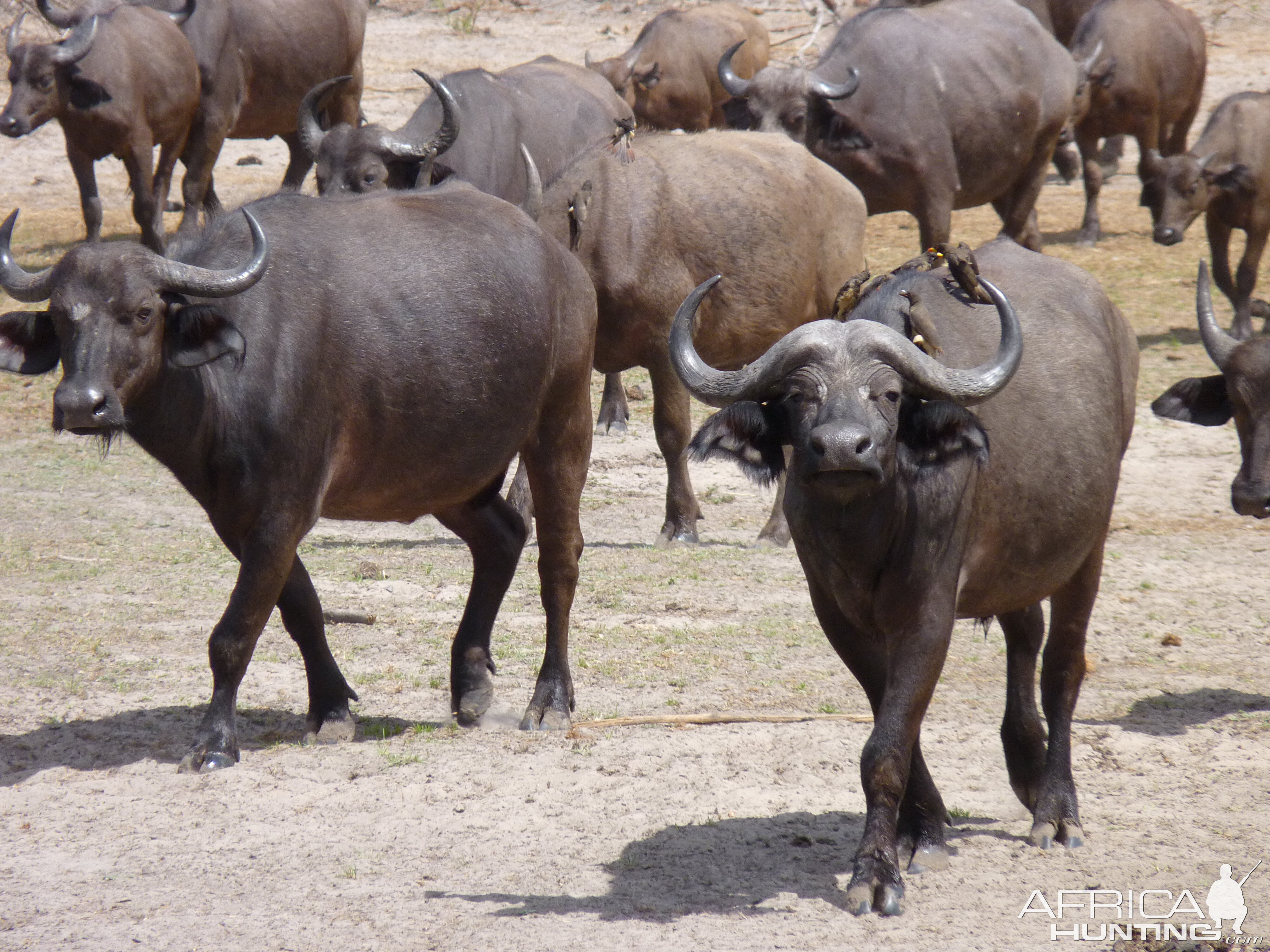 Cape Buffalo in Tanzania