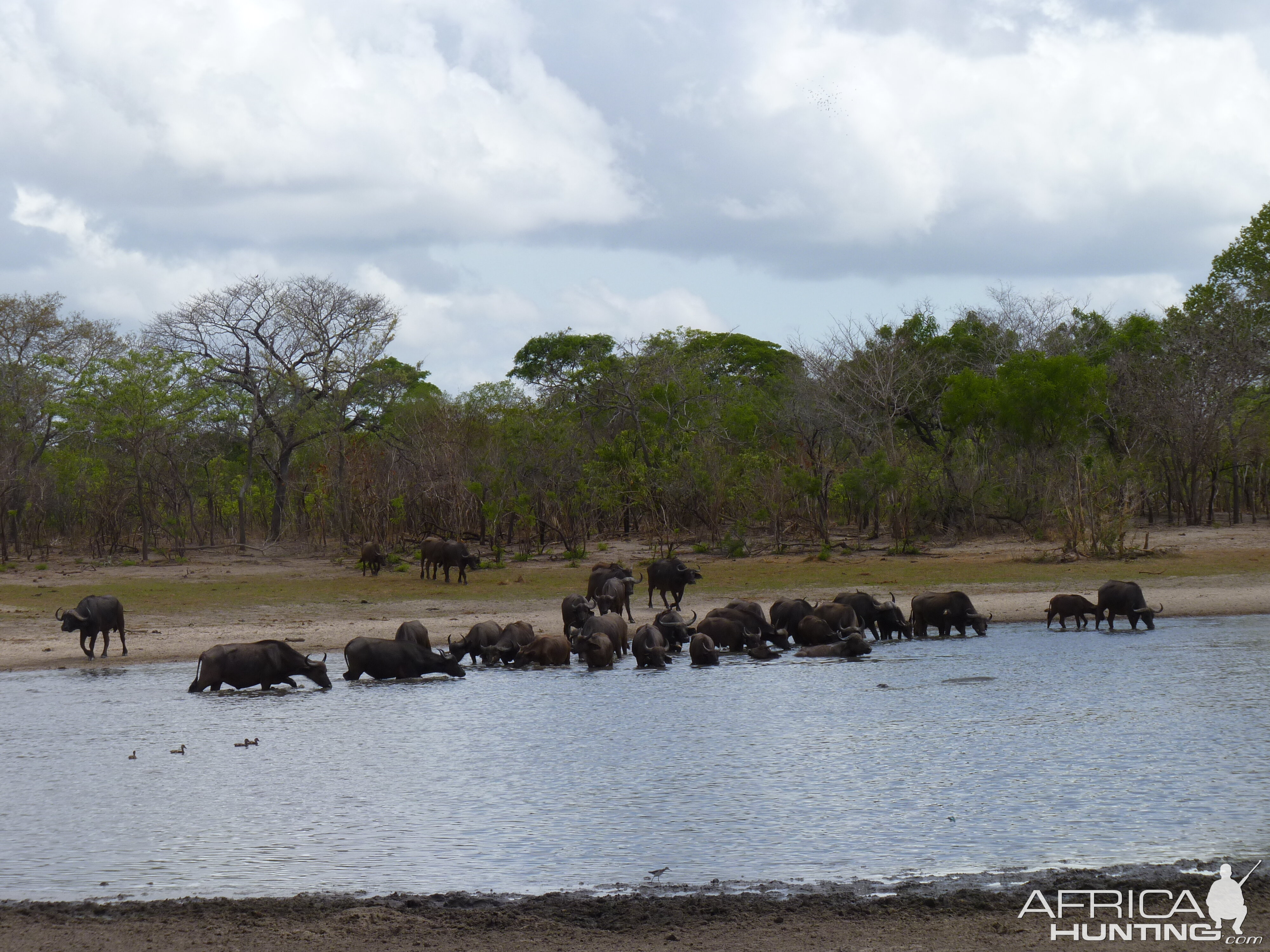 Cape Buffalo in Tanzania