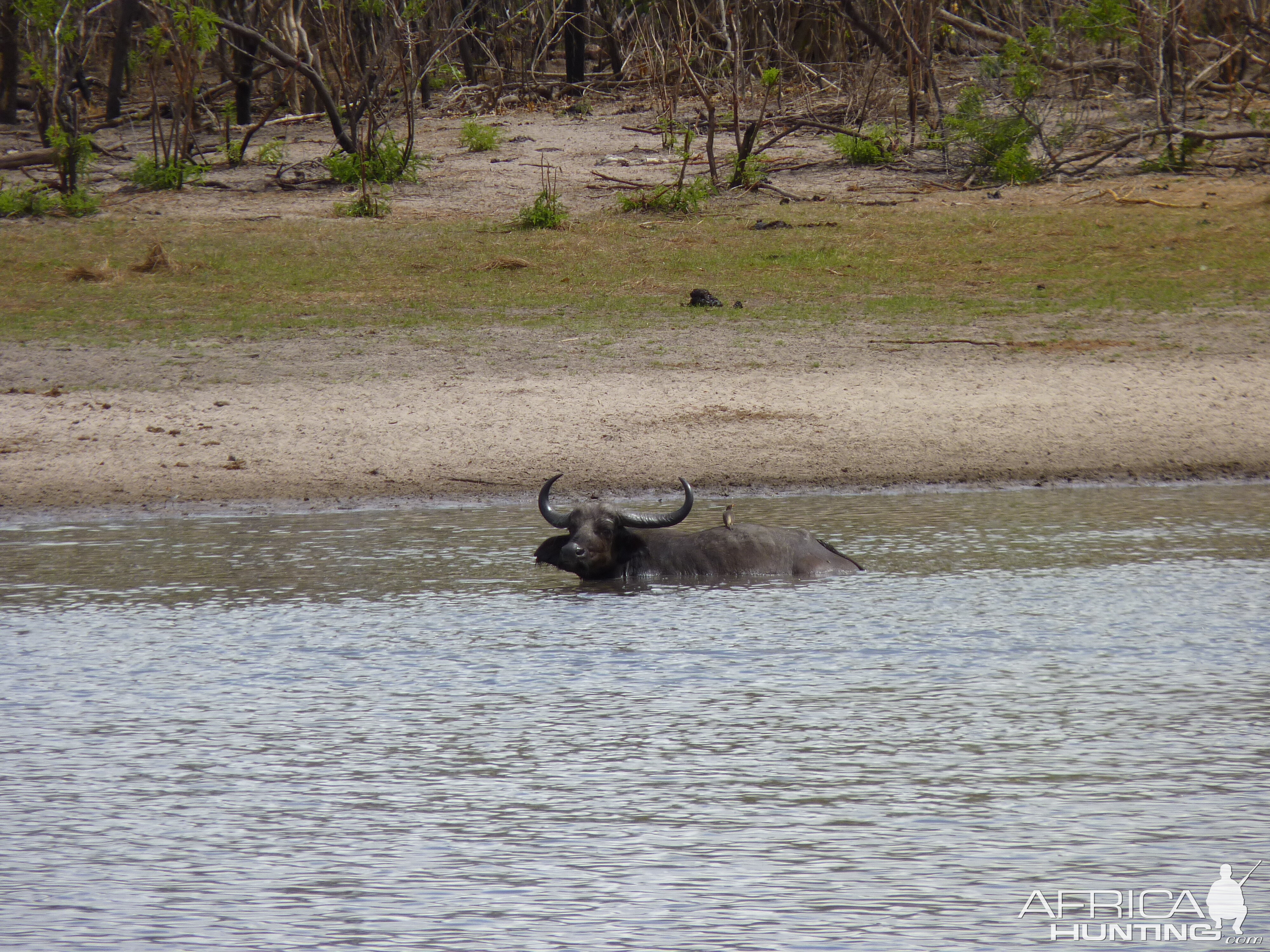 Cape Buffalo in Tanzania