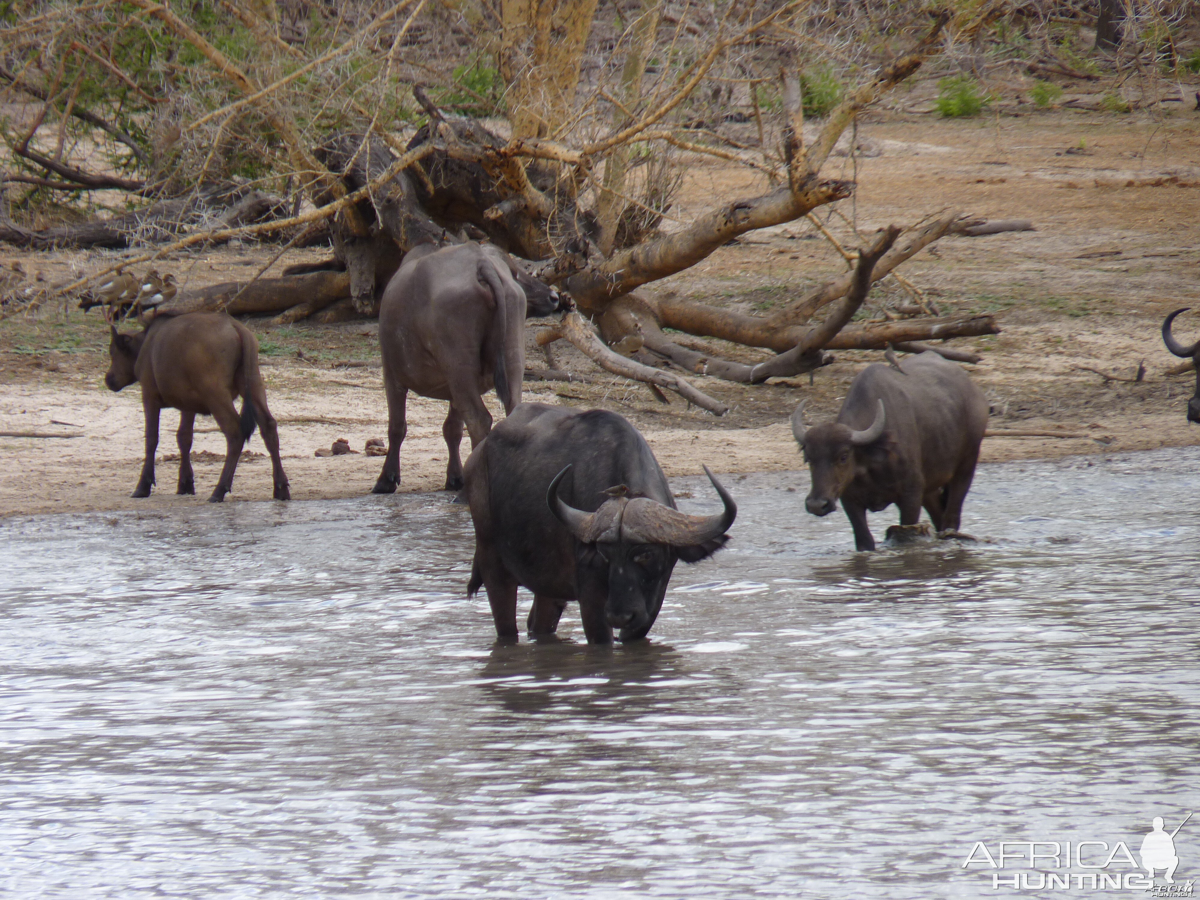 Cape Buffalo in Tanzania