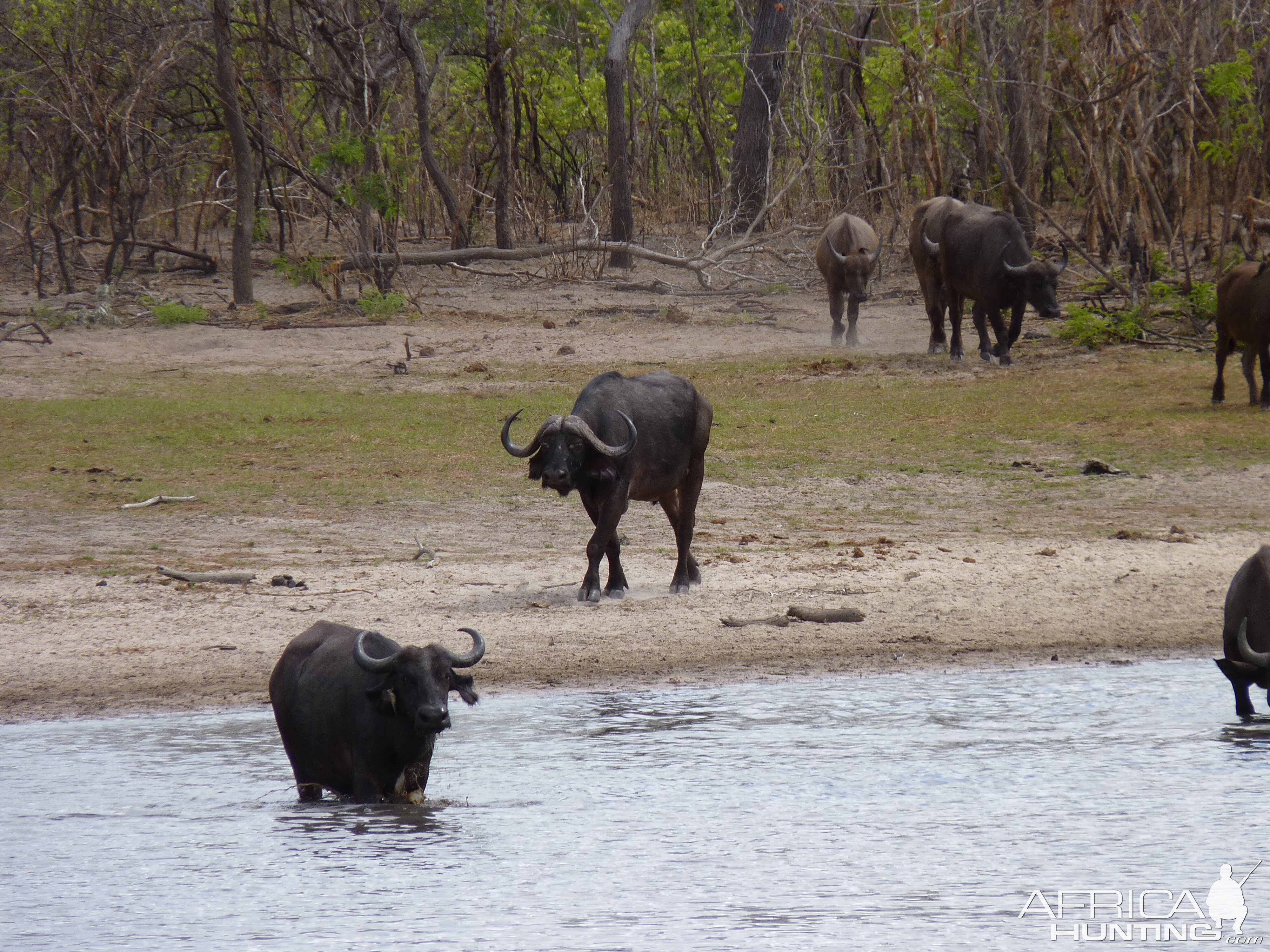 Cape Buffalo in Tanzania