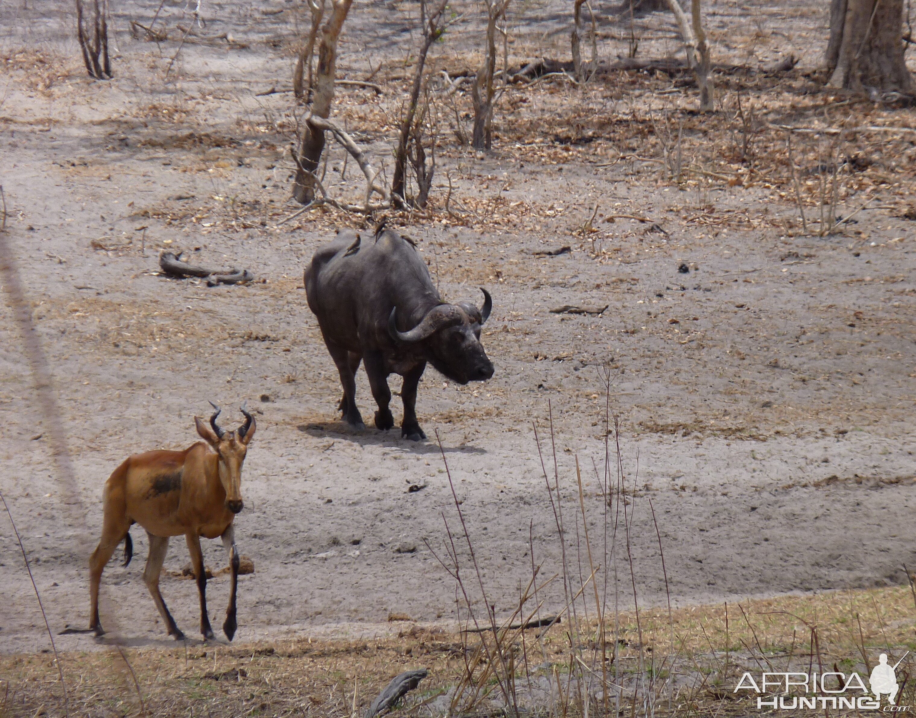 Cape Buffalo in Tanzania