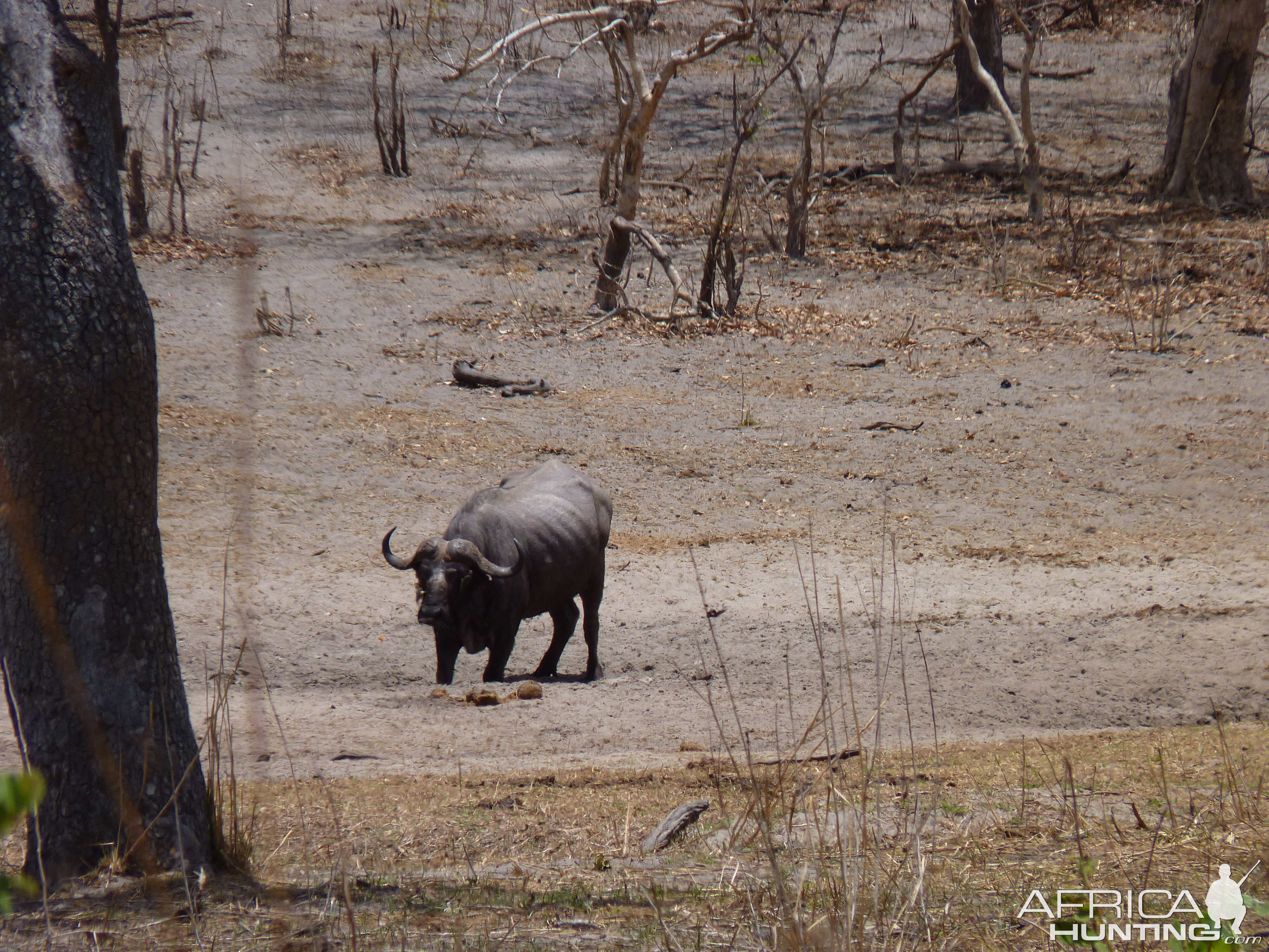 Cape Buffalo in Tanzania