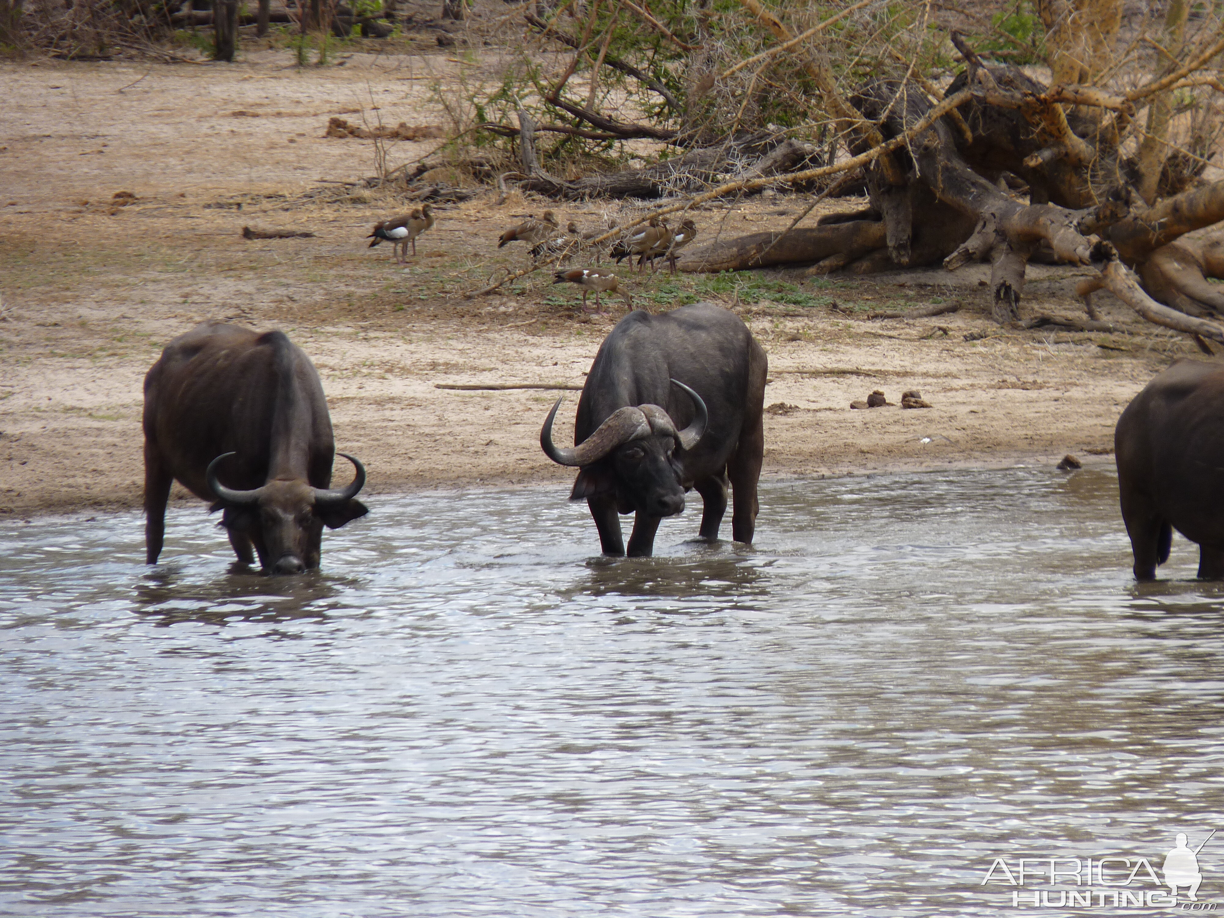 Cape Buffalo in Tanzania