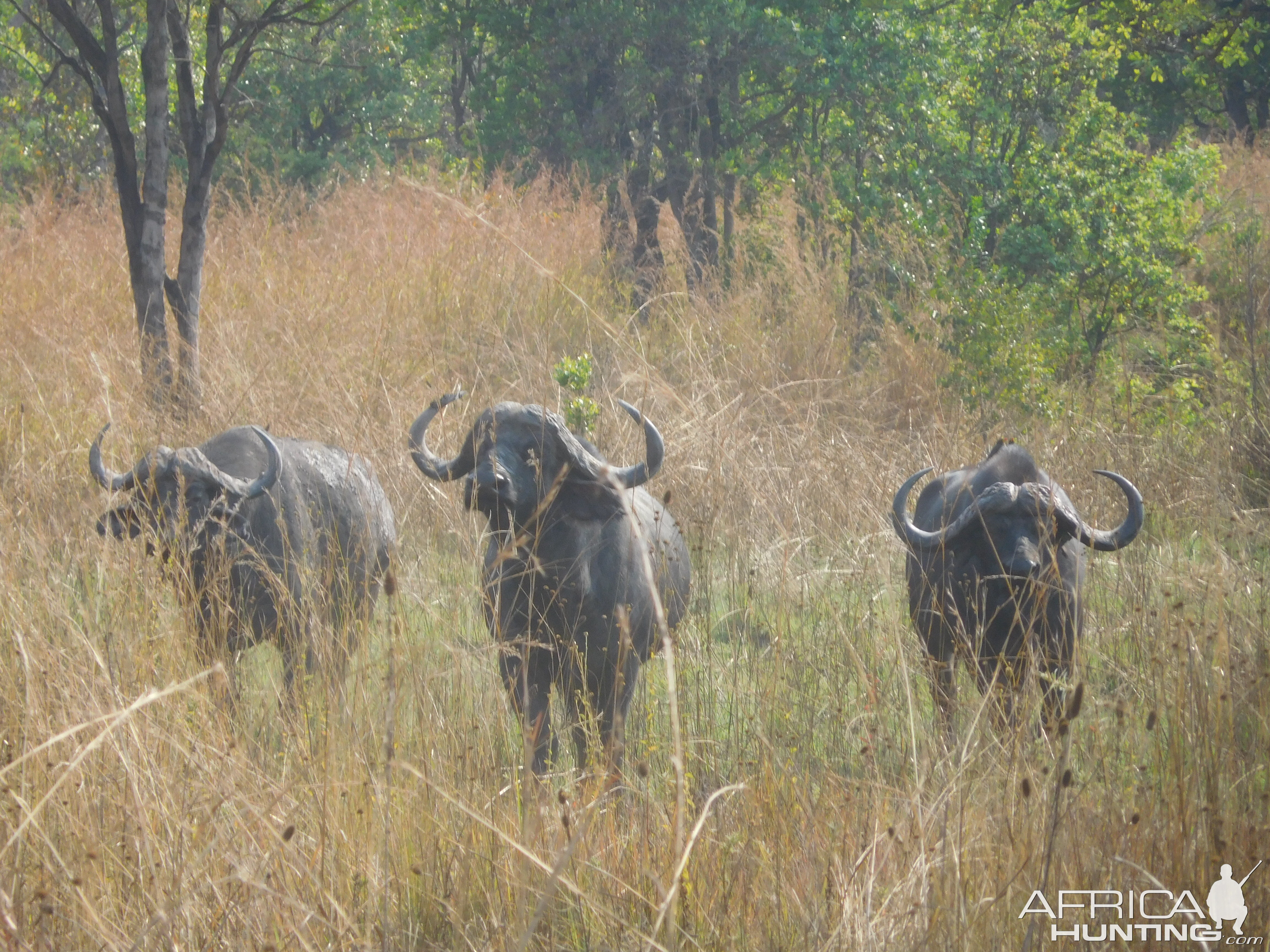 Cape Buffalo in Tanzania