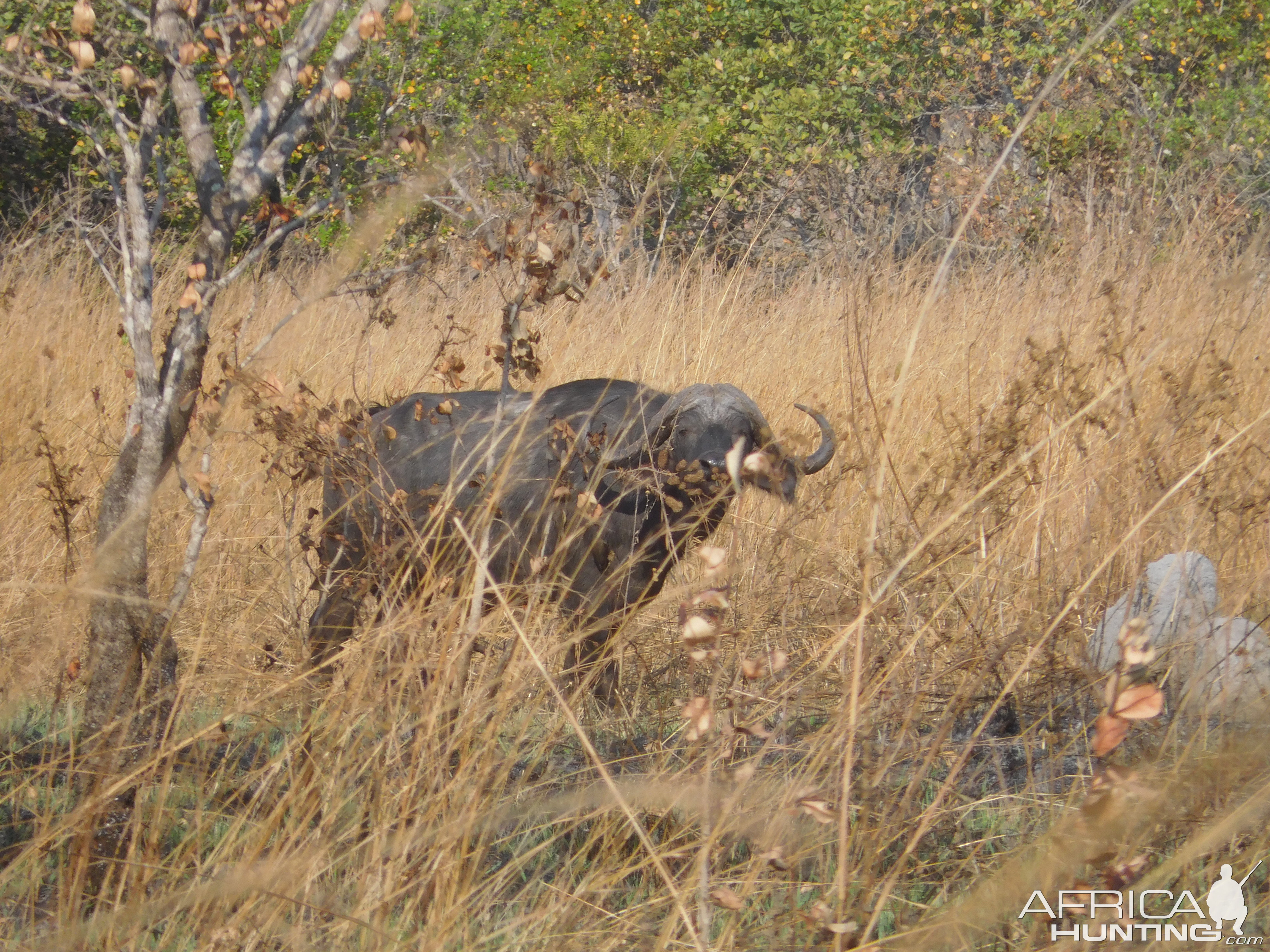 Cape Buffalo in Tanzania