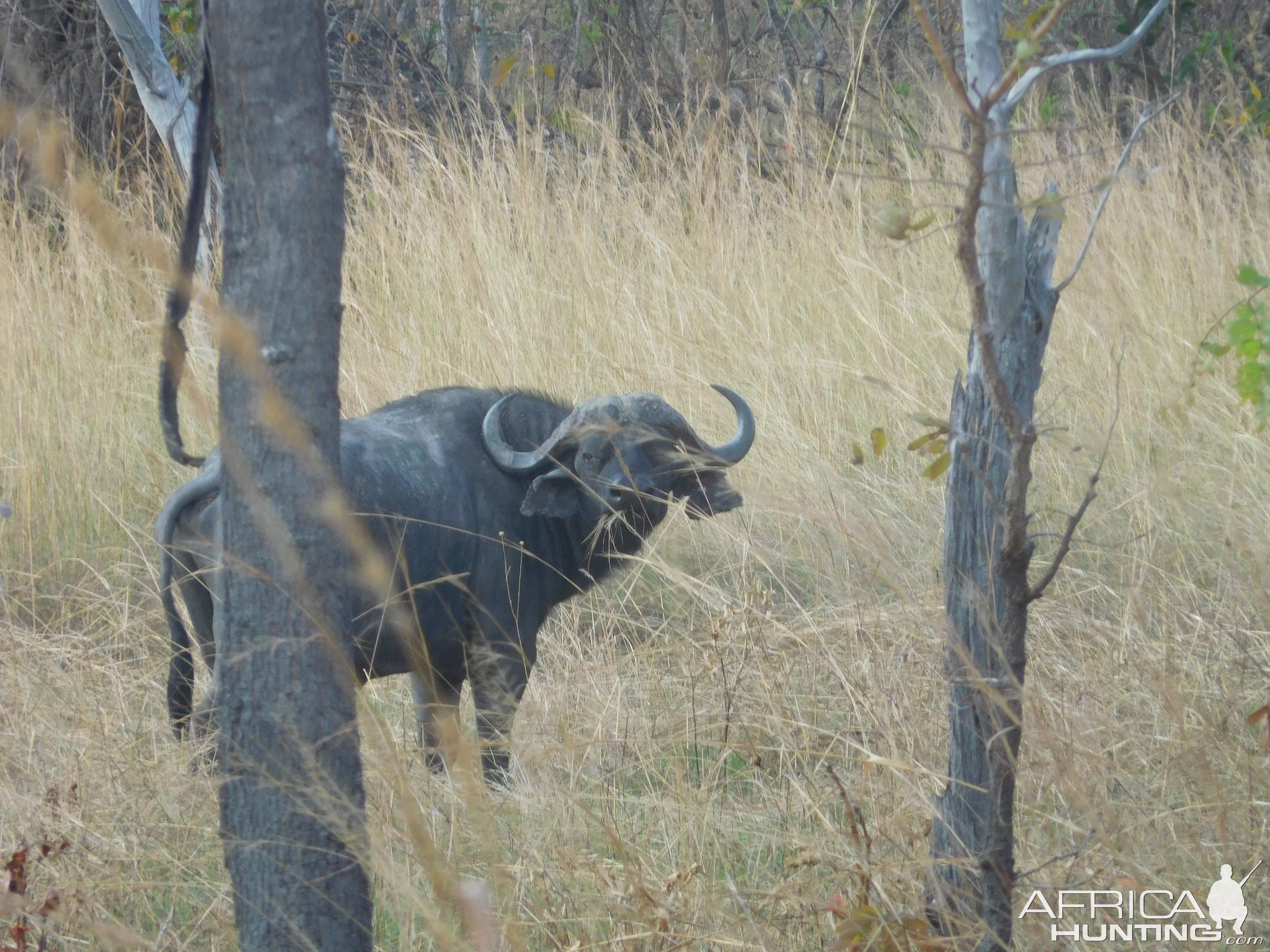 Cape Buffalo in Tanzania