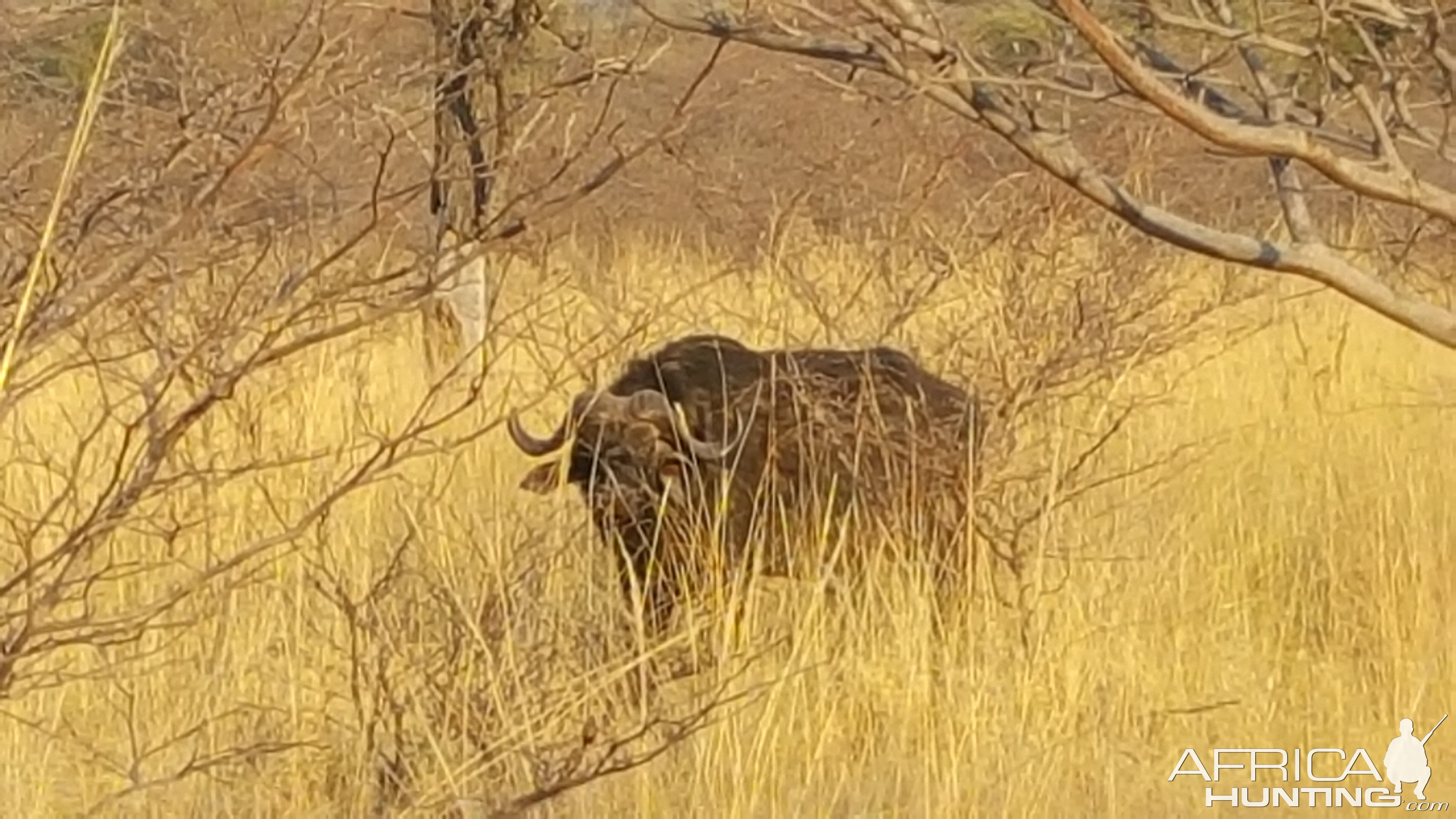 Cape Buffalo in the Caprivi Namibia