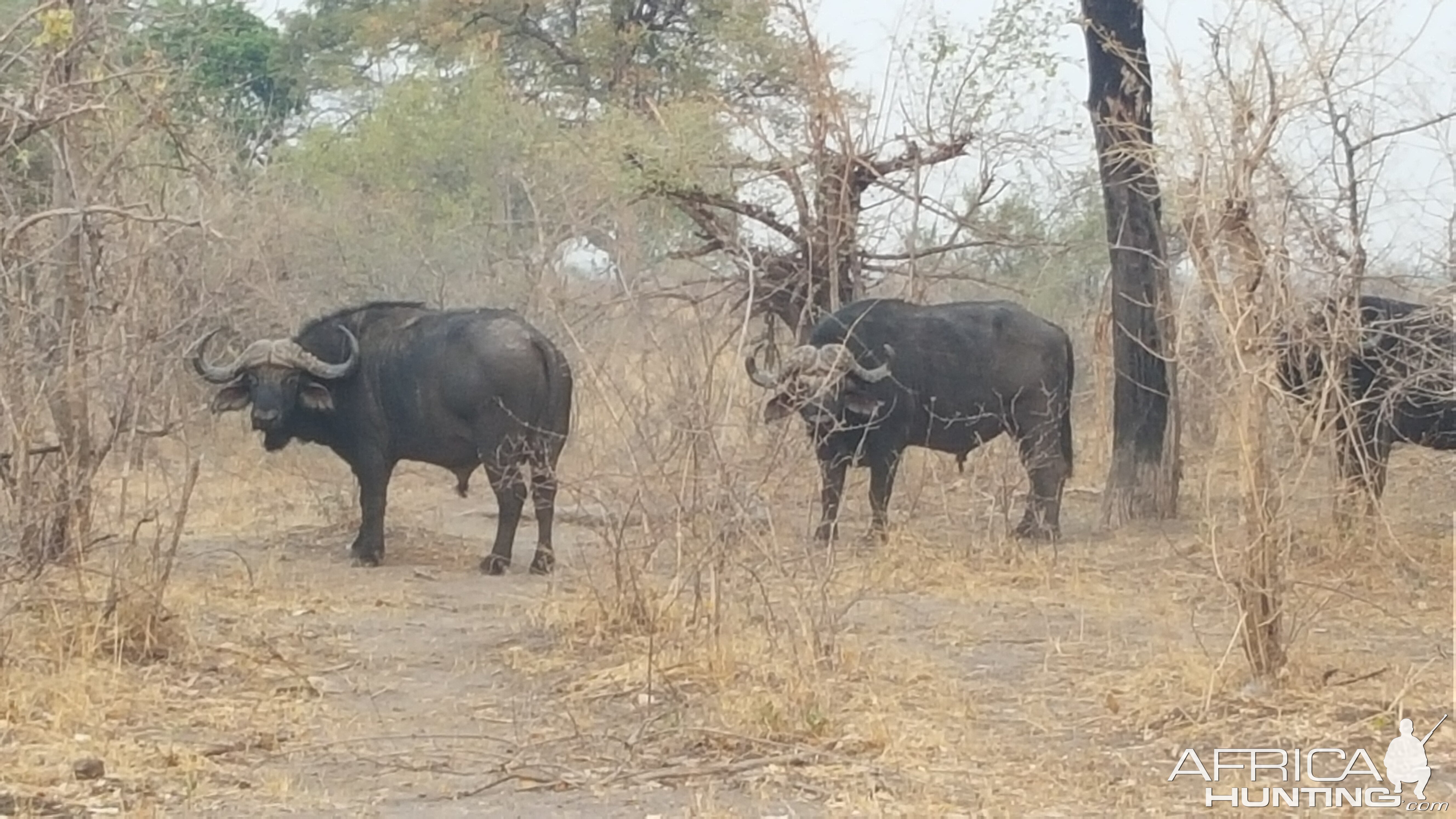 Cape Buffalo in the Caprivi Namibia