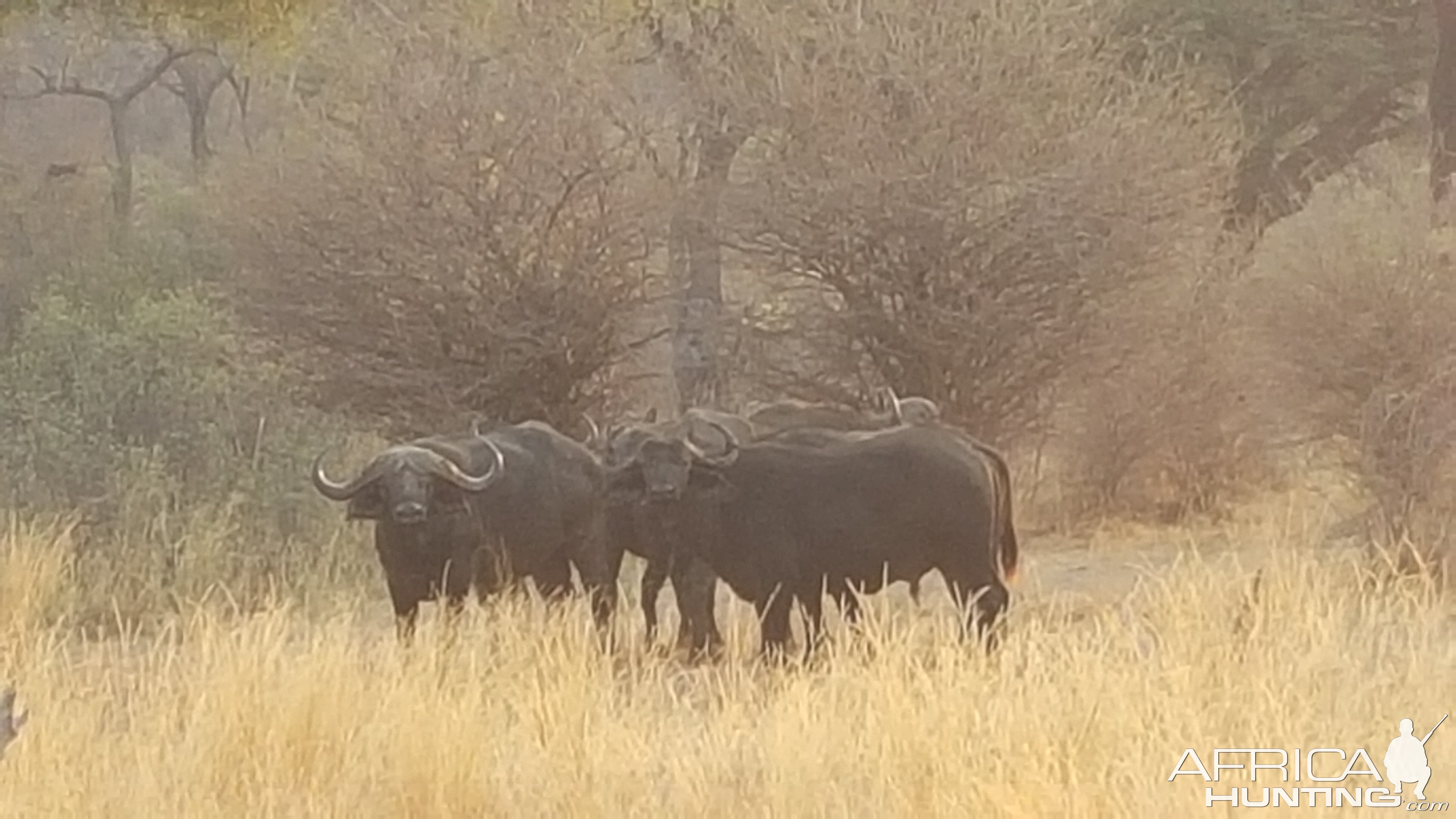 Cape Buffalo in the Caprivi Namibia