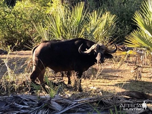 Cape Buffalo in the Sidinda Conservancy Zimbabwe