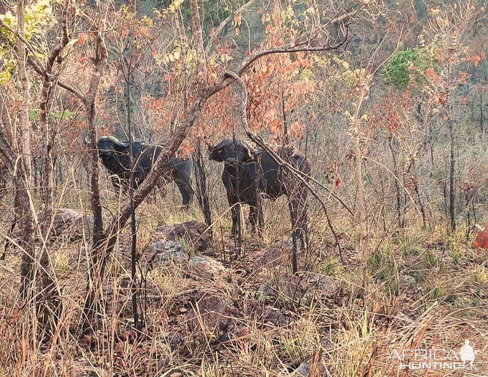 Cape Buffalo in Zambia