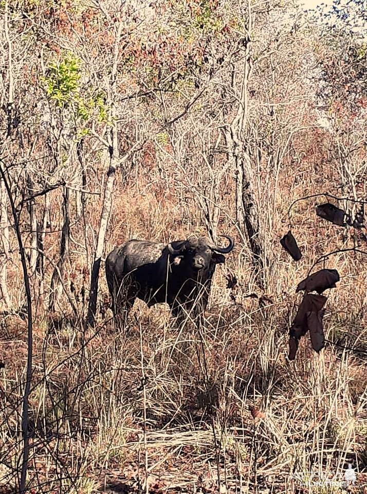 Cape Buffalo in Zambia