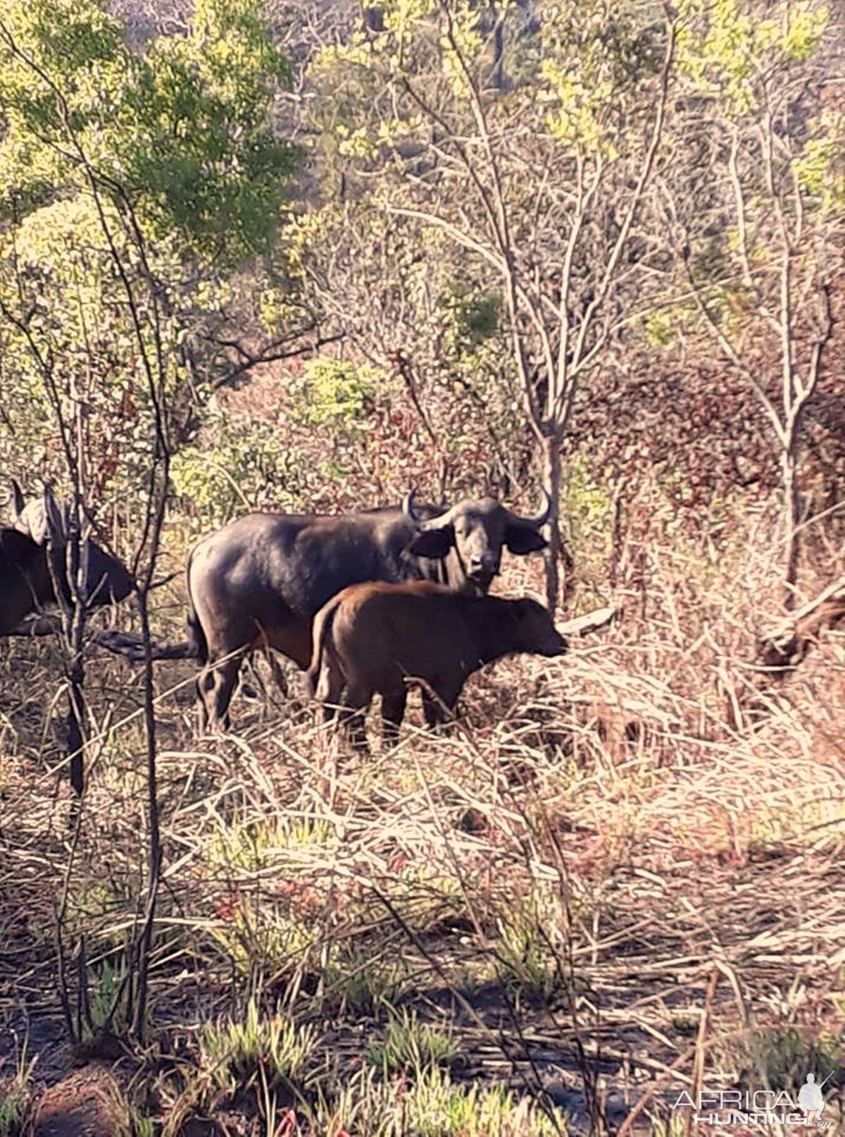 Cape Buffalo in Zambia