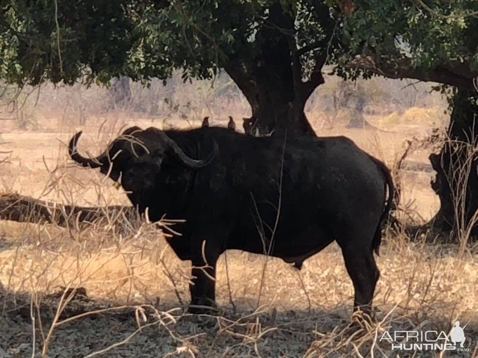 Cape Buffalo in Zimbabwe