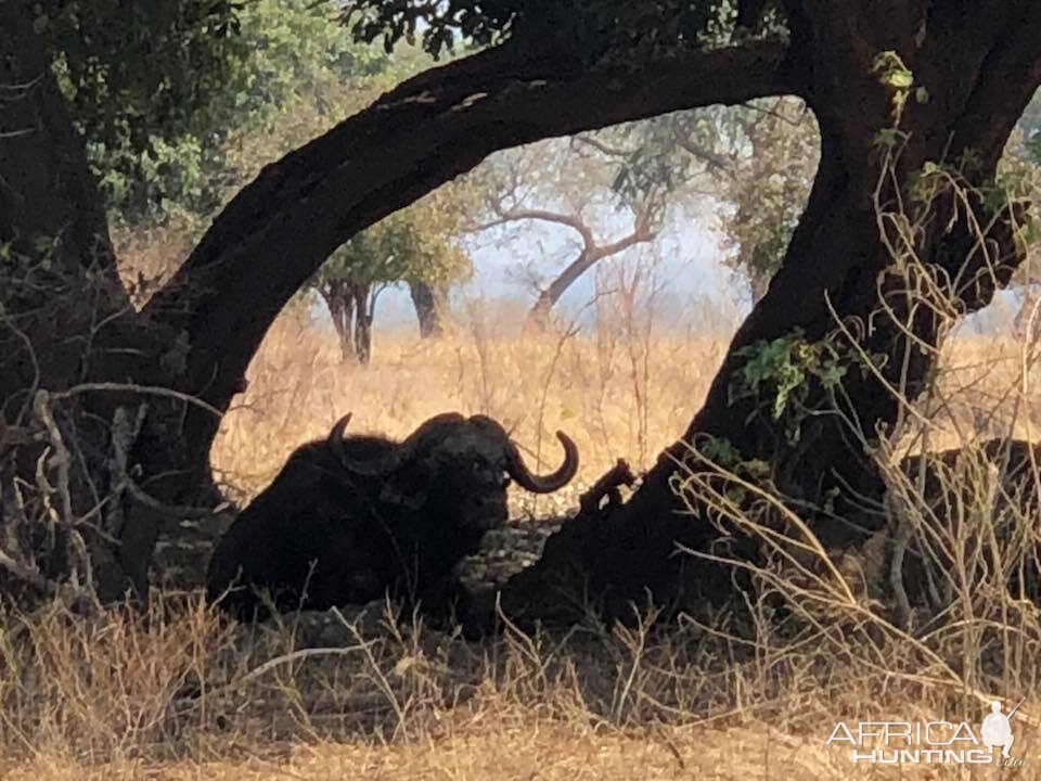 Cape Buffalo in Zimbabwe