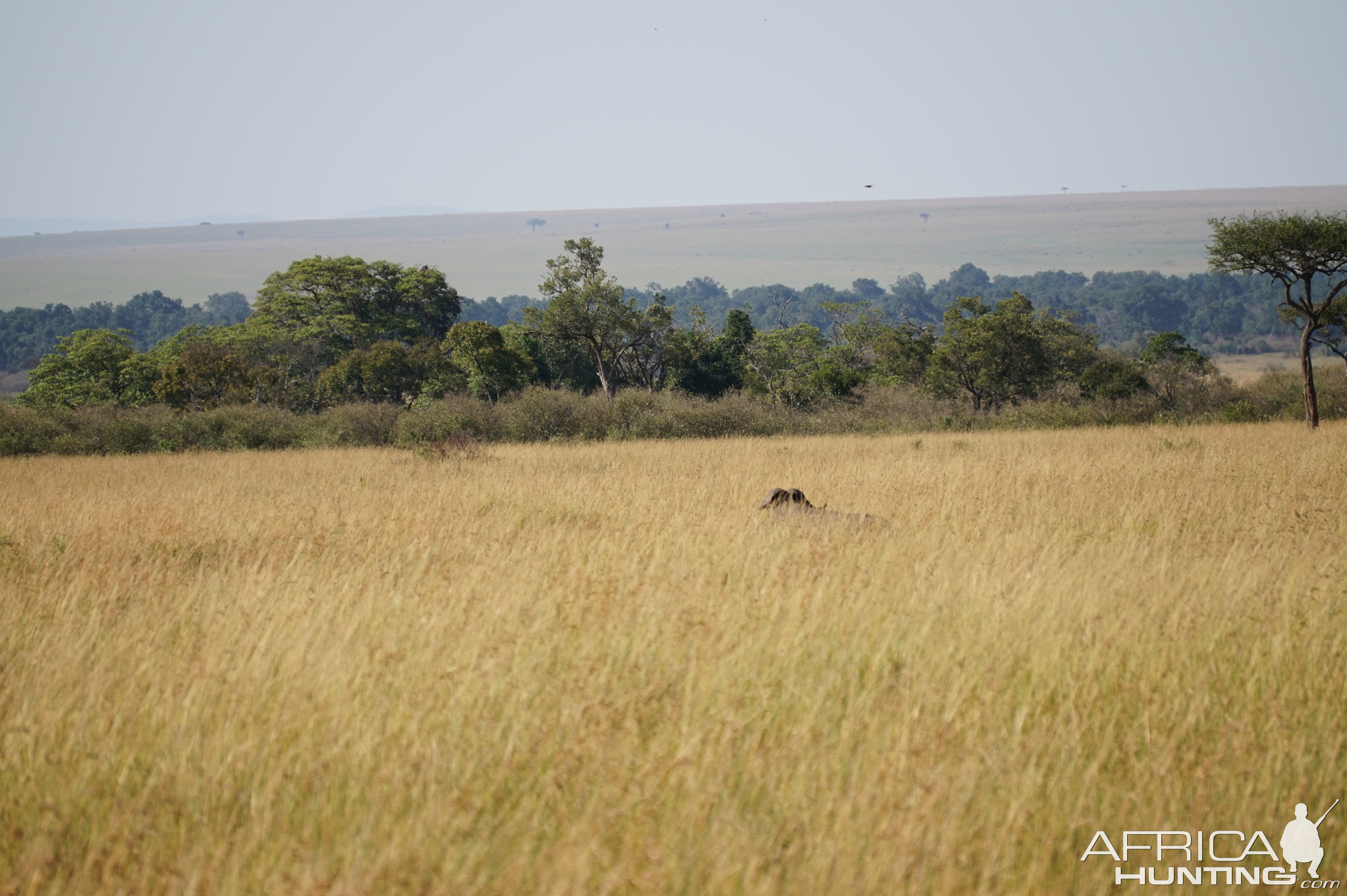 Cape Buffalo Maasai Mara Kenya