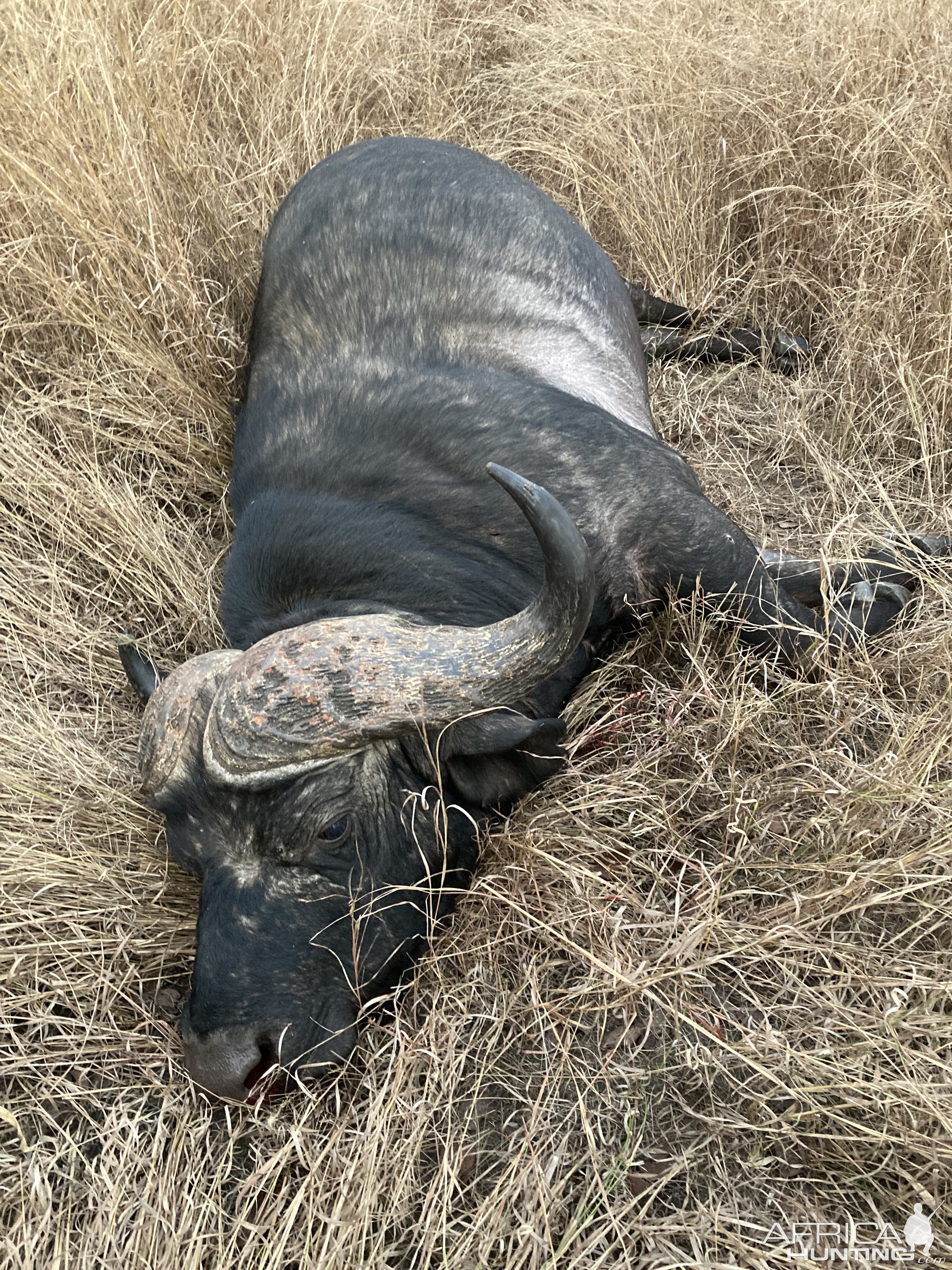 Cape Buffalo Mozambique