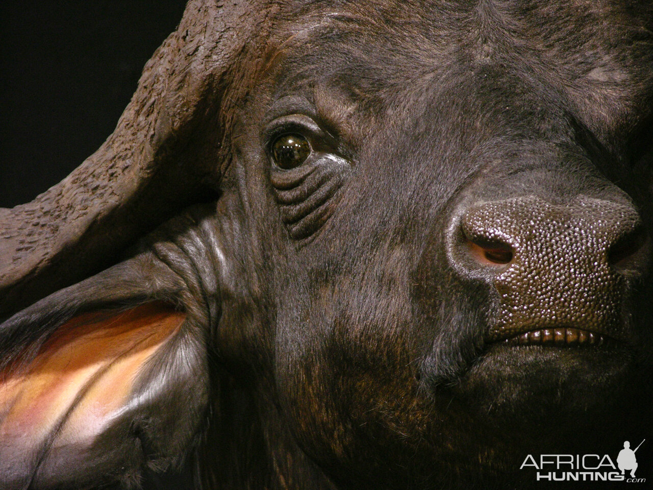 Cape Buffalo Pedestal Mount Taxidermy