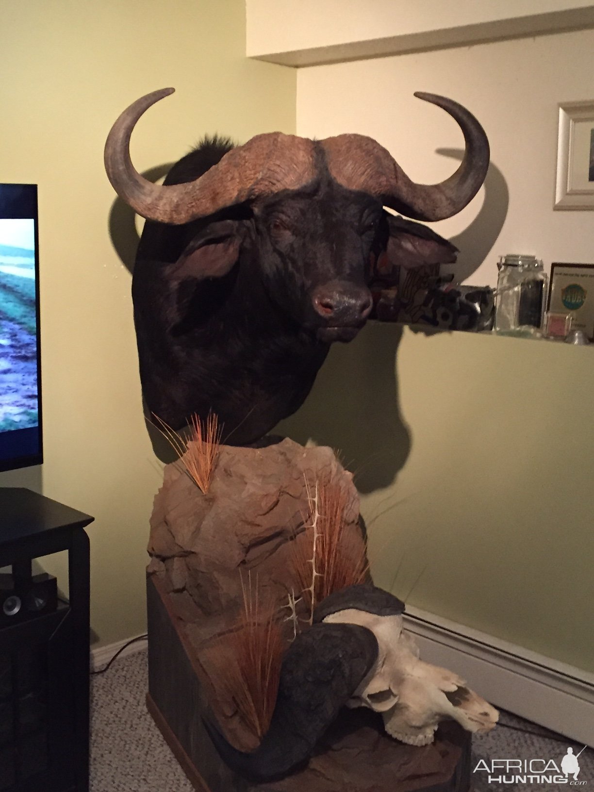 Cape Buffalo Pedestal