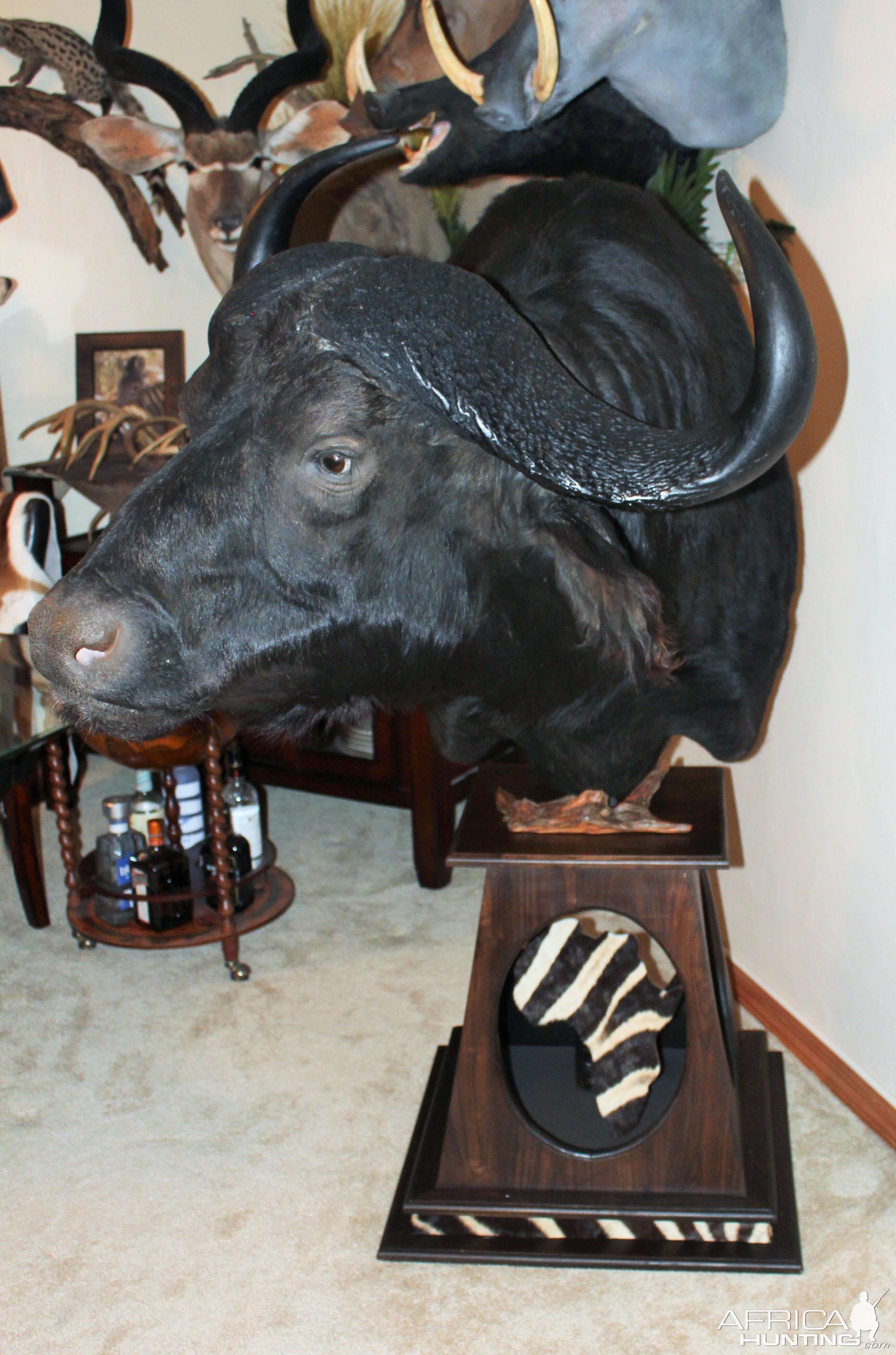 Cape Buffalo Shoulder Mount Pedestal Taxidermy