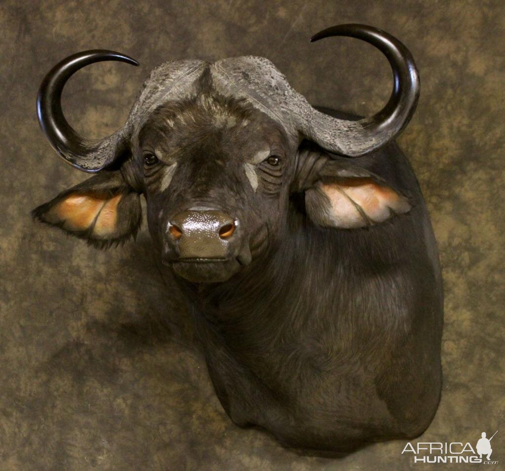 Cape Buffalo Shoulder Mount Taxidermy