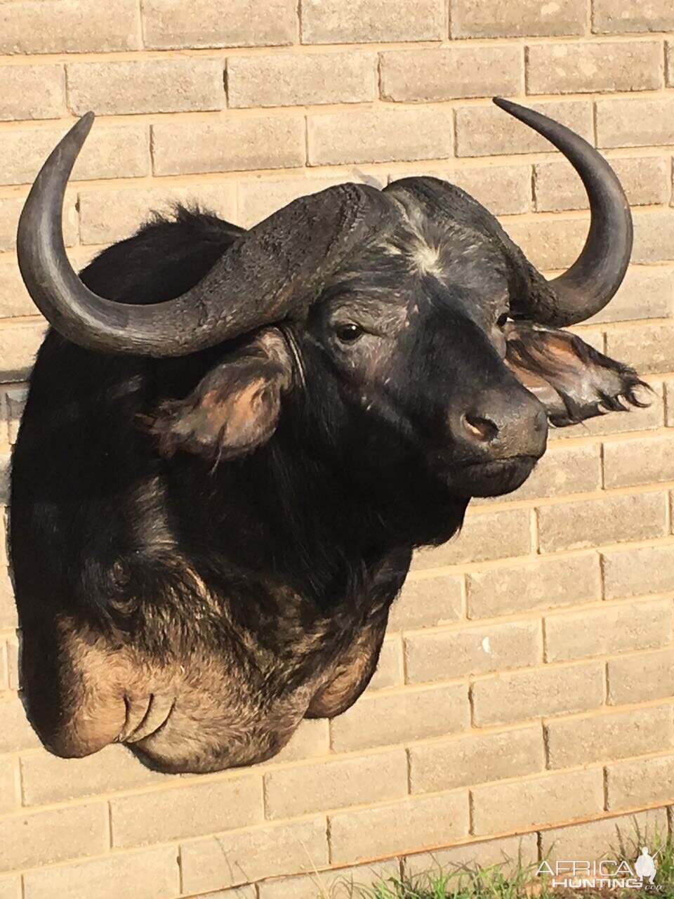 Cape Buffalo Shoulder Mount Taxidermy