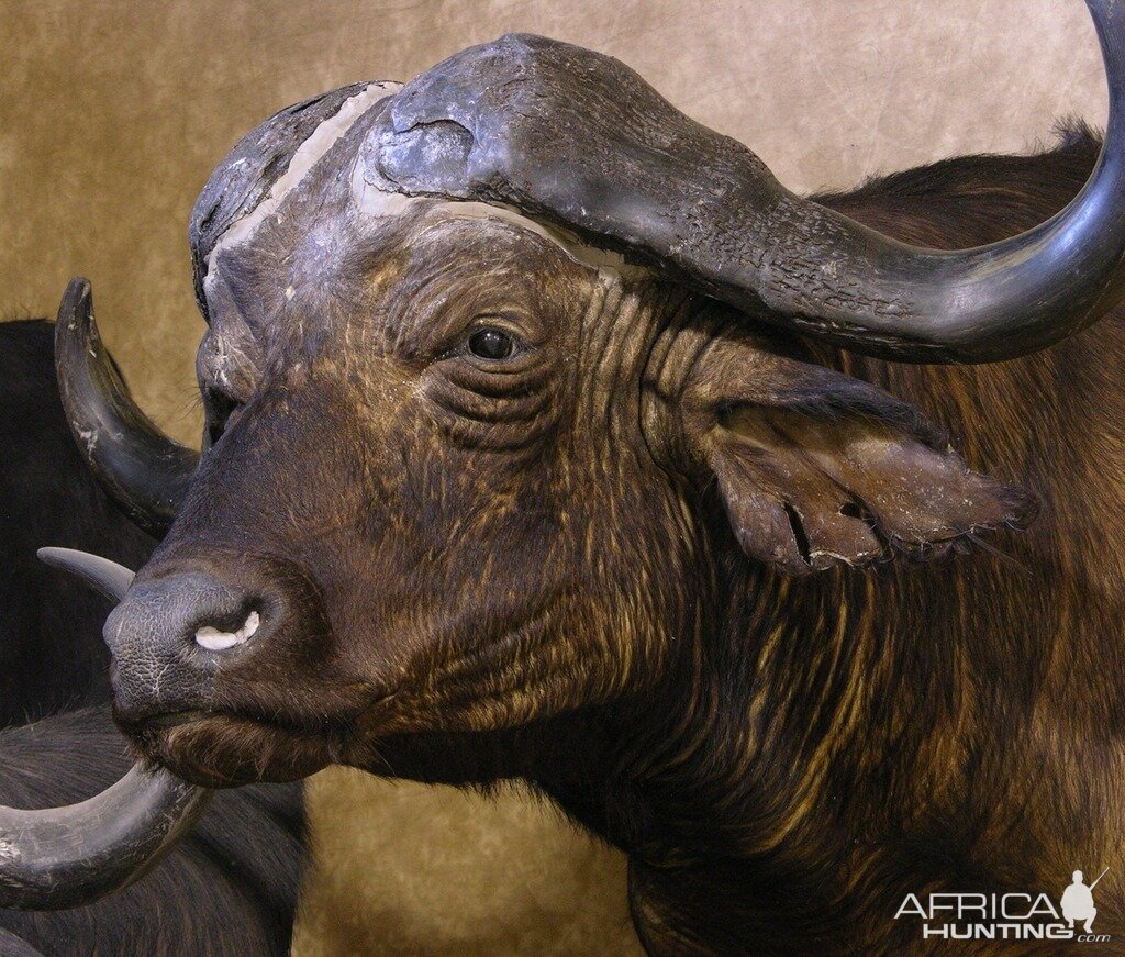 Cape Buffalo Shoulder Mount Taxidermy