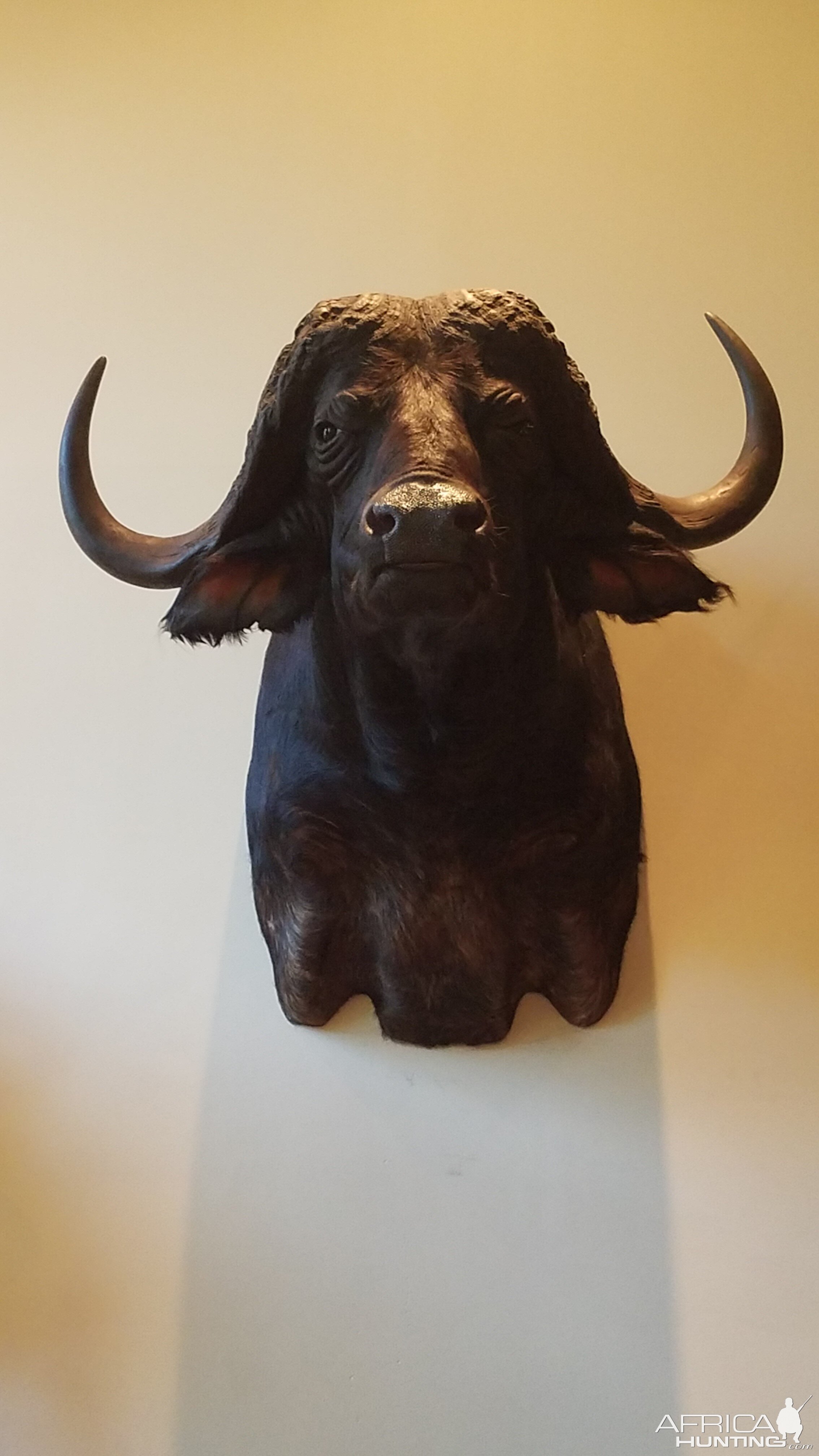 Cape Buffalo Shoulder Mount Taxidermy