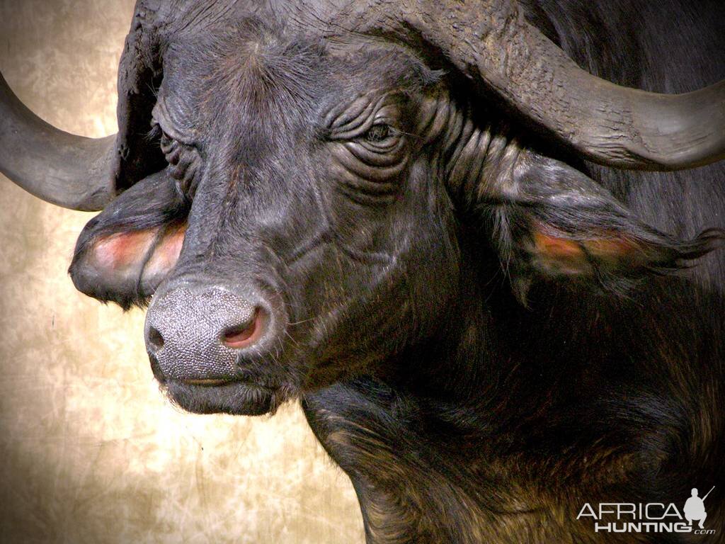 Cape Buffalo Shoulder Mount Taxidermy