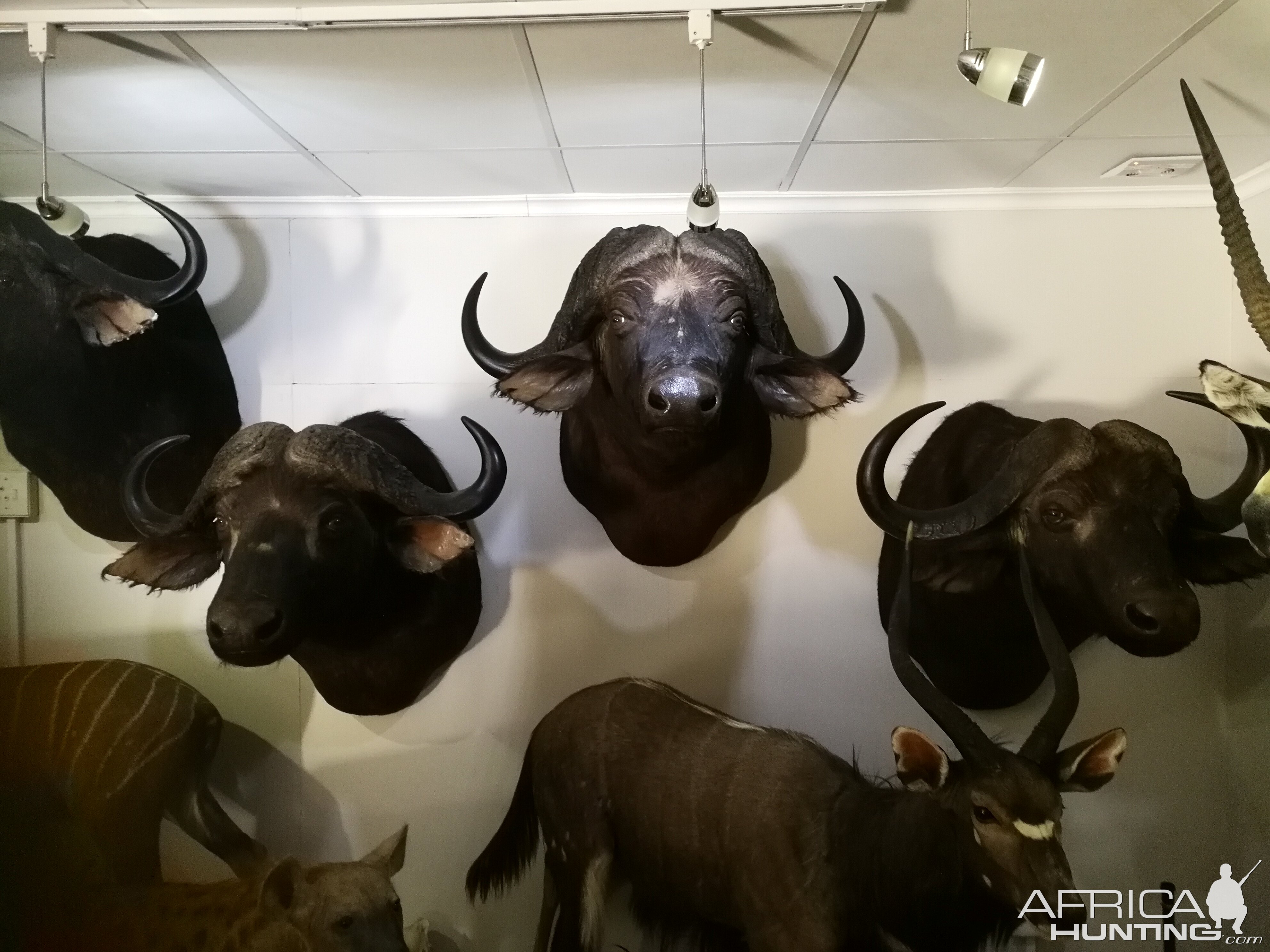 Cape Buffalo Shoulder Mount Taxidermy