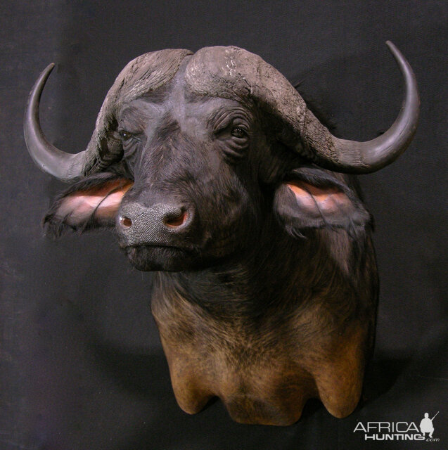 Cape Buffalo Shoulder Mount Taxidermy