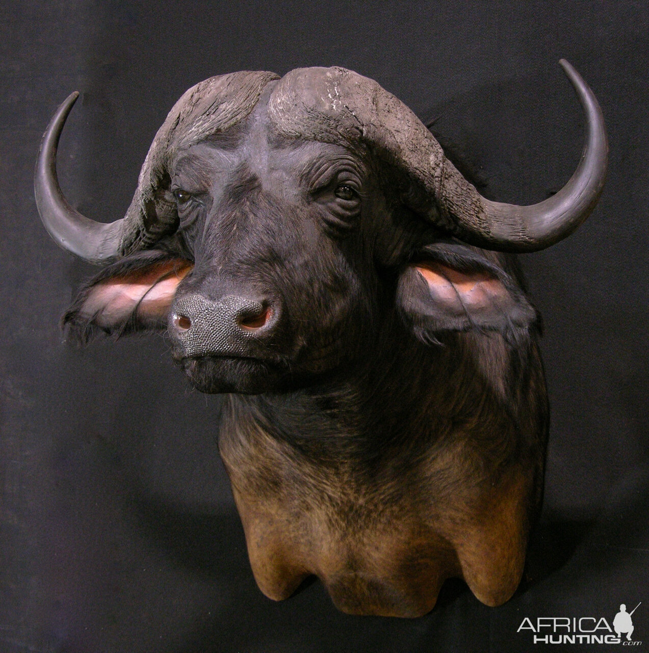 Cape Buffalo Shoulder Mount Taxidermy