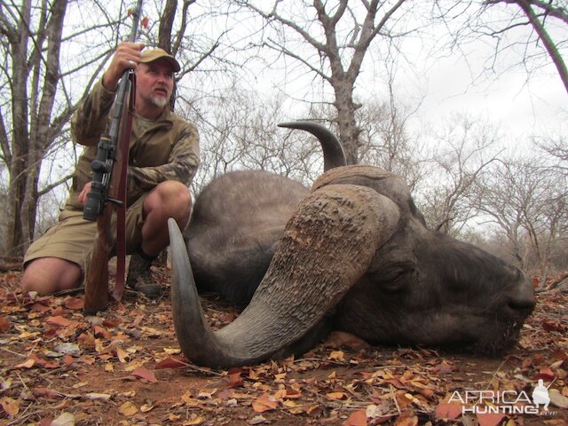 Cape Buffalo South Africa Hunt