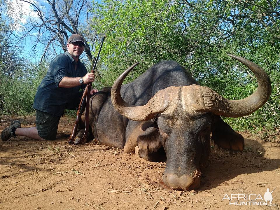 Cape Buffalo South Africa Hunt