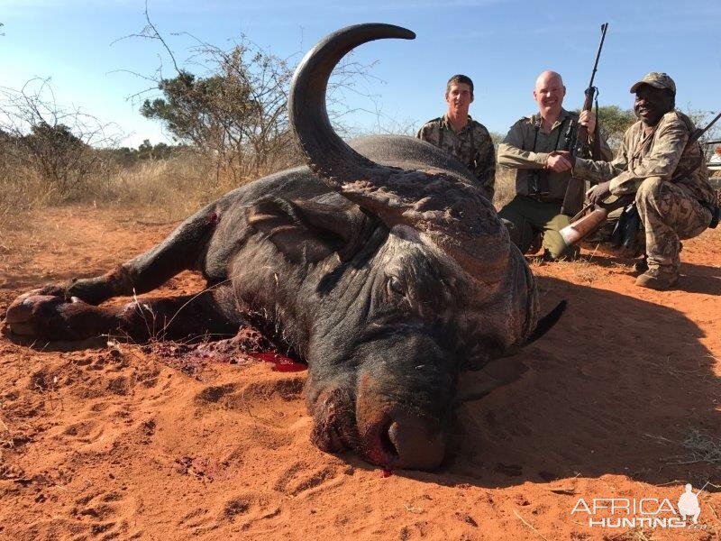 Cape Buffalo South Africa Hunt