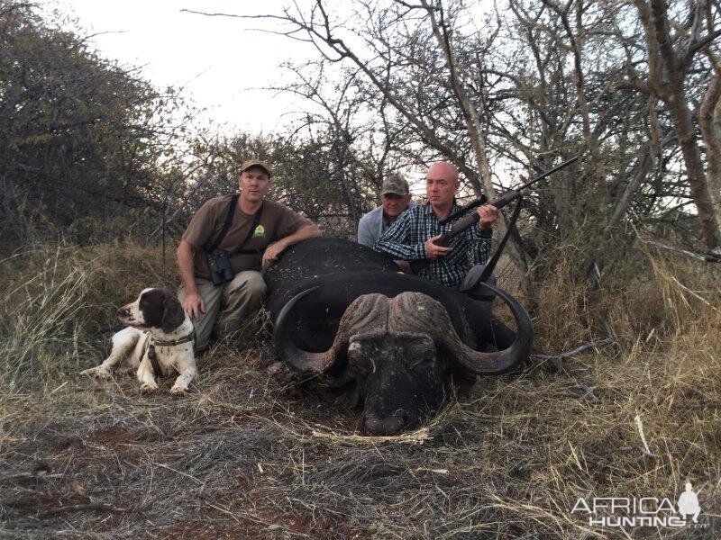 Cape Buffalo South Africa Hunt