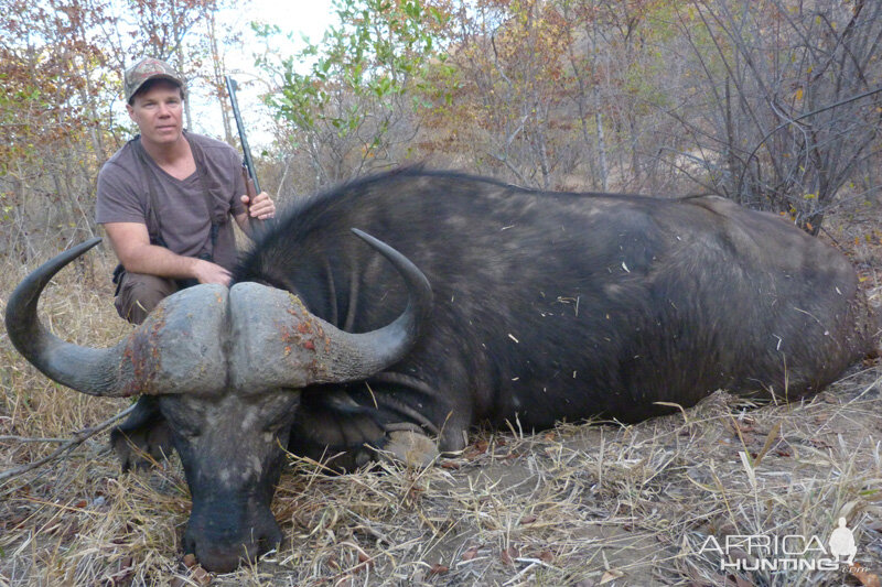 Cape Buffalo South Africa Hunt