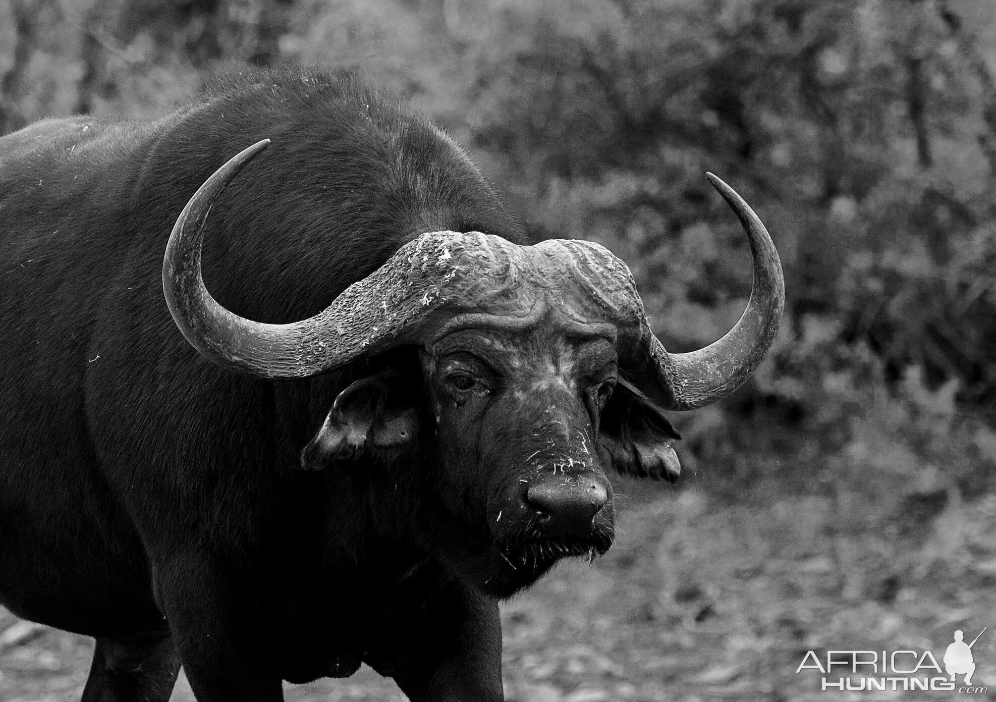 Cape Buffalo Hunting Safari 5 Day All Inclusive | AfricaHunting.com