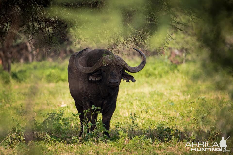 Cape Buffalo South Africa