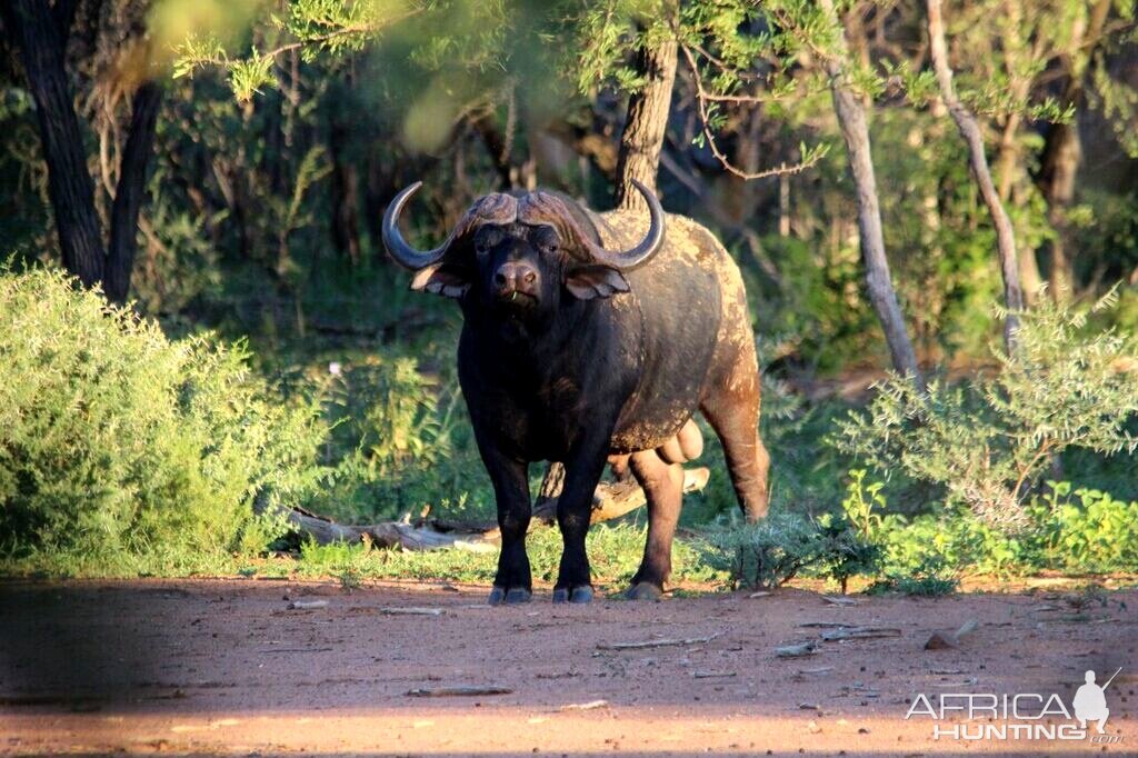 Cape Buffalo South Africa