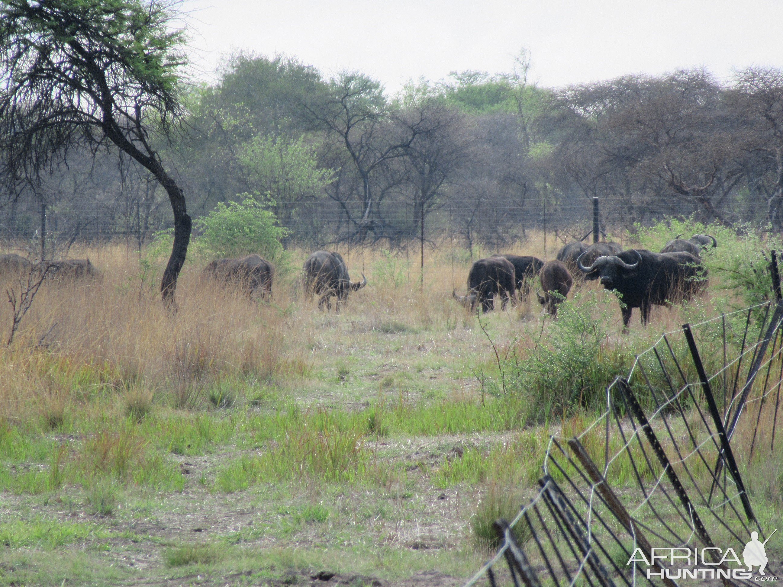 Cape Buffalo South Africa