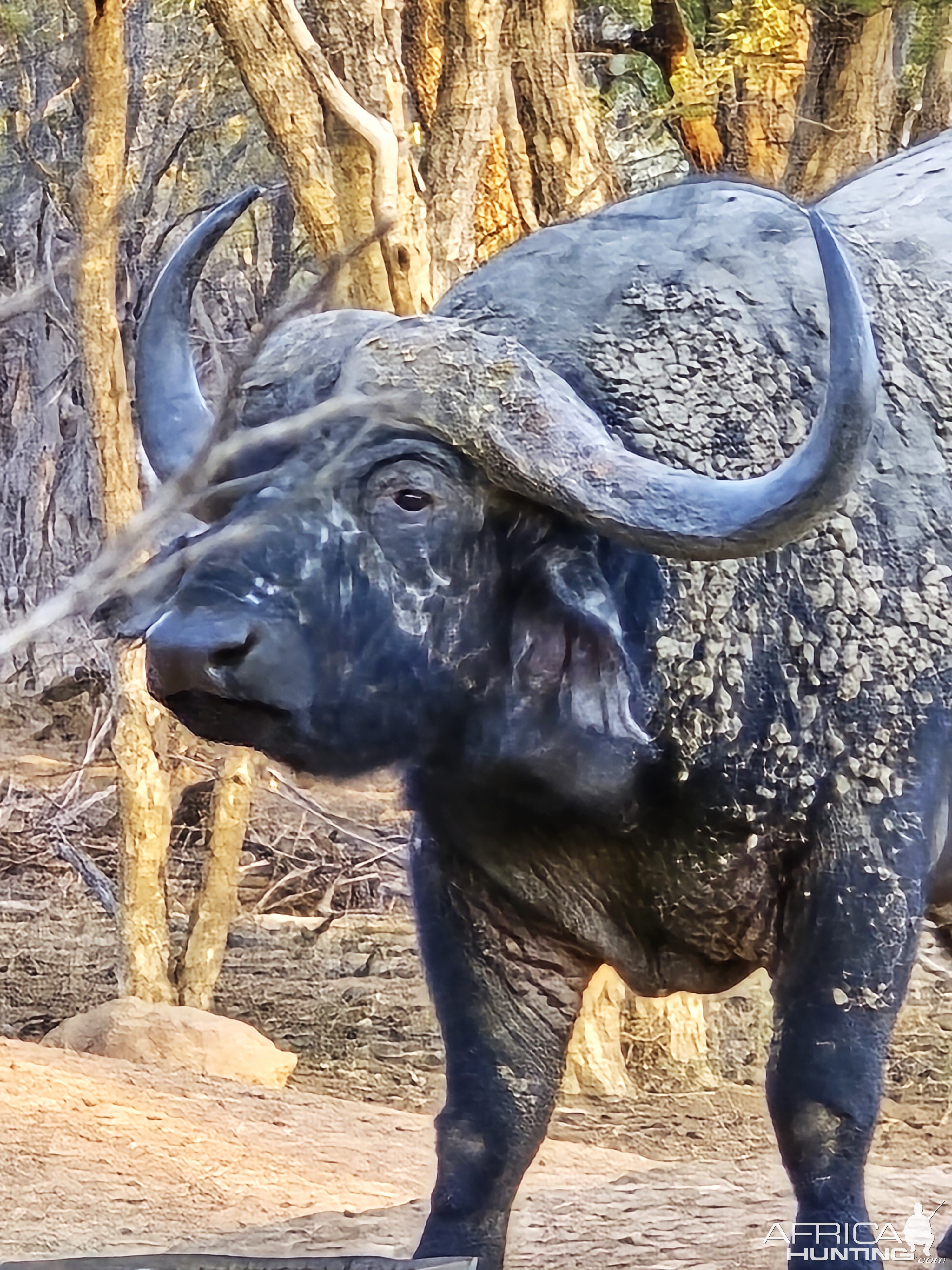 Cape Buffalo South Africa