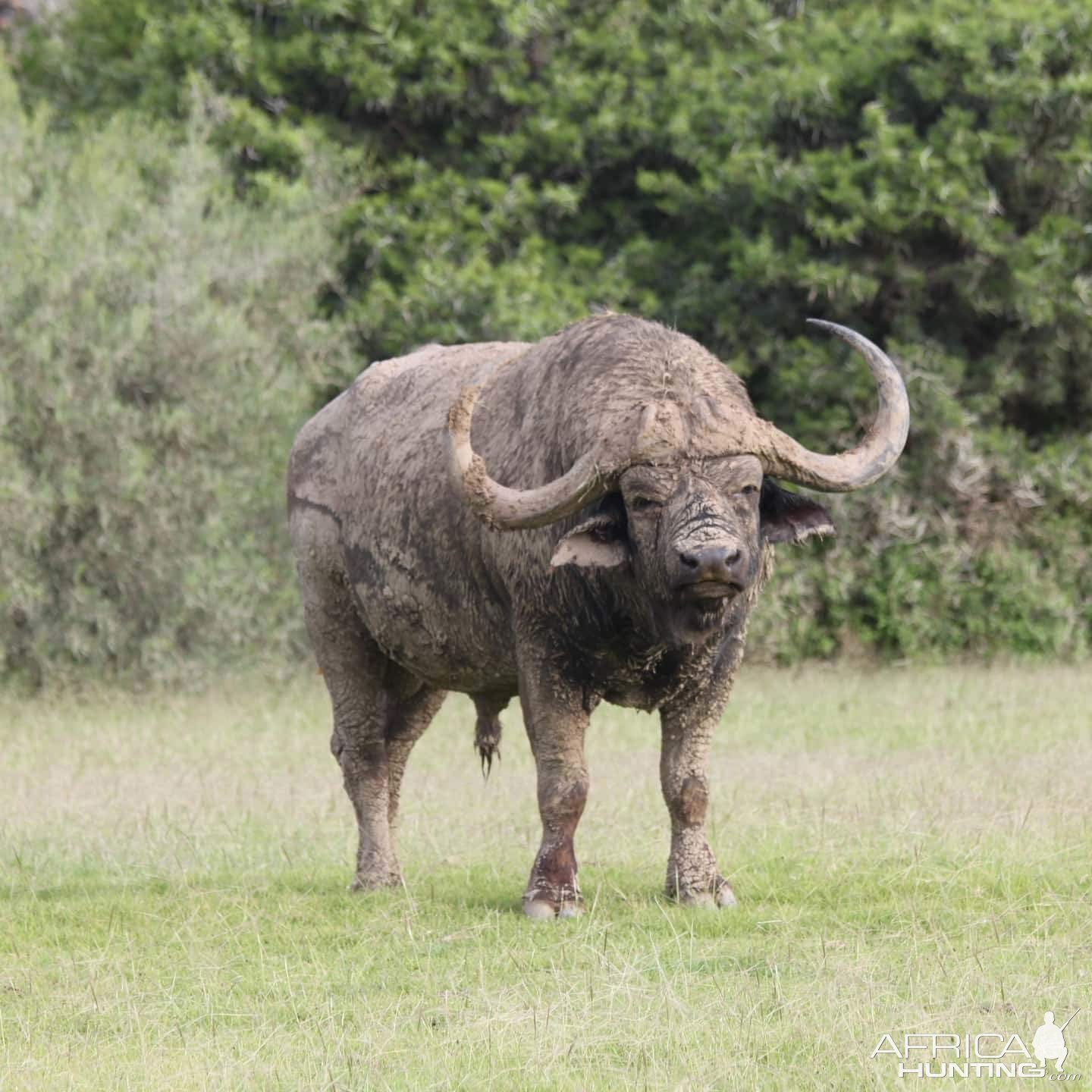 Cape Buffalo South Africa