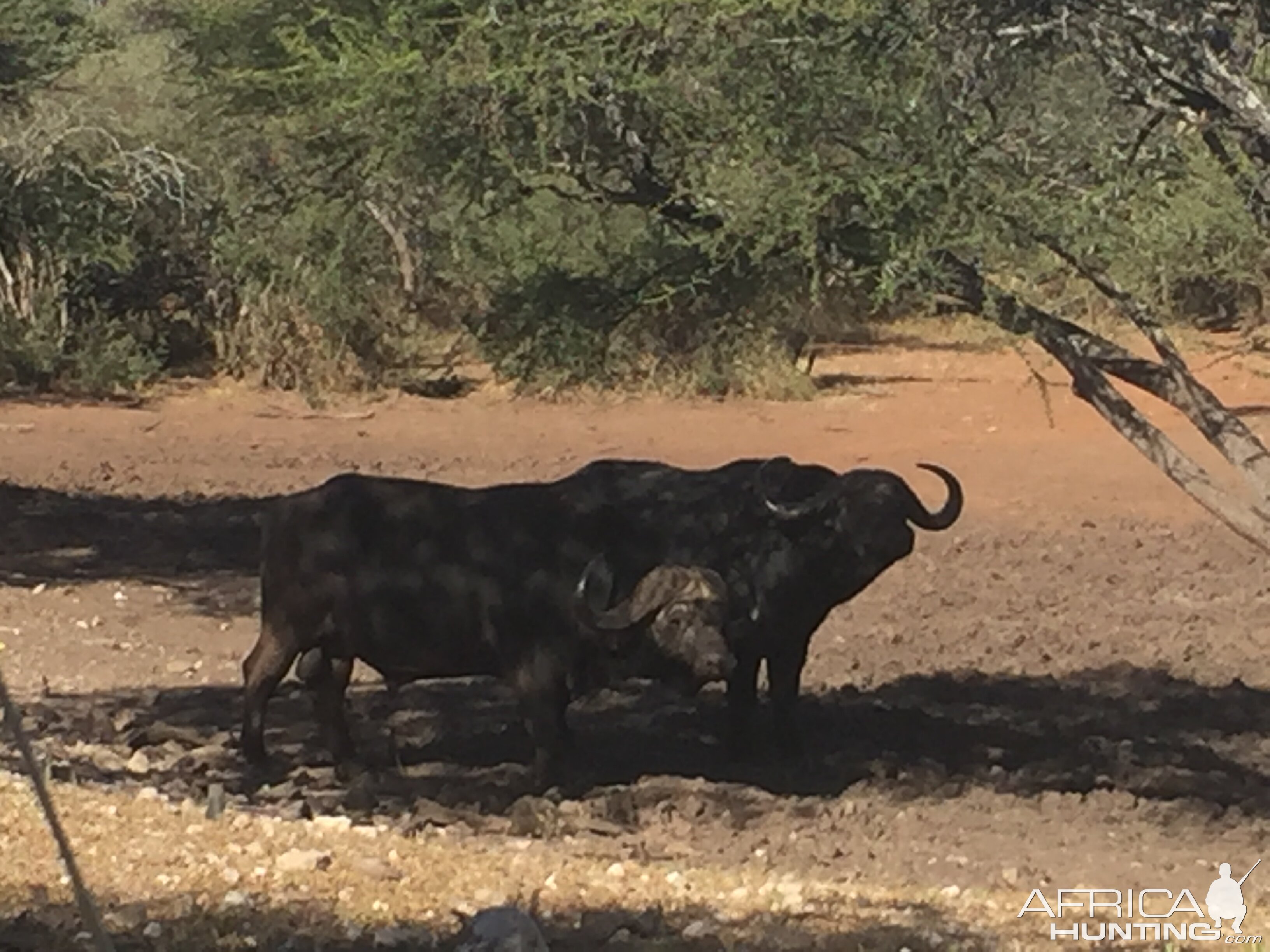 Cape Buffalo South Africa