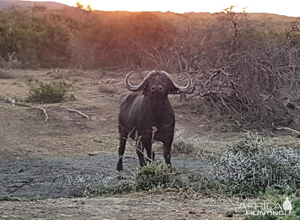 Cape Buffalo South Africa