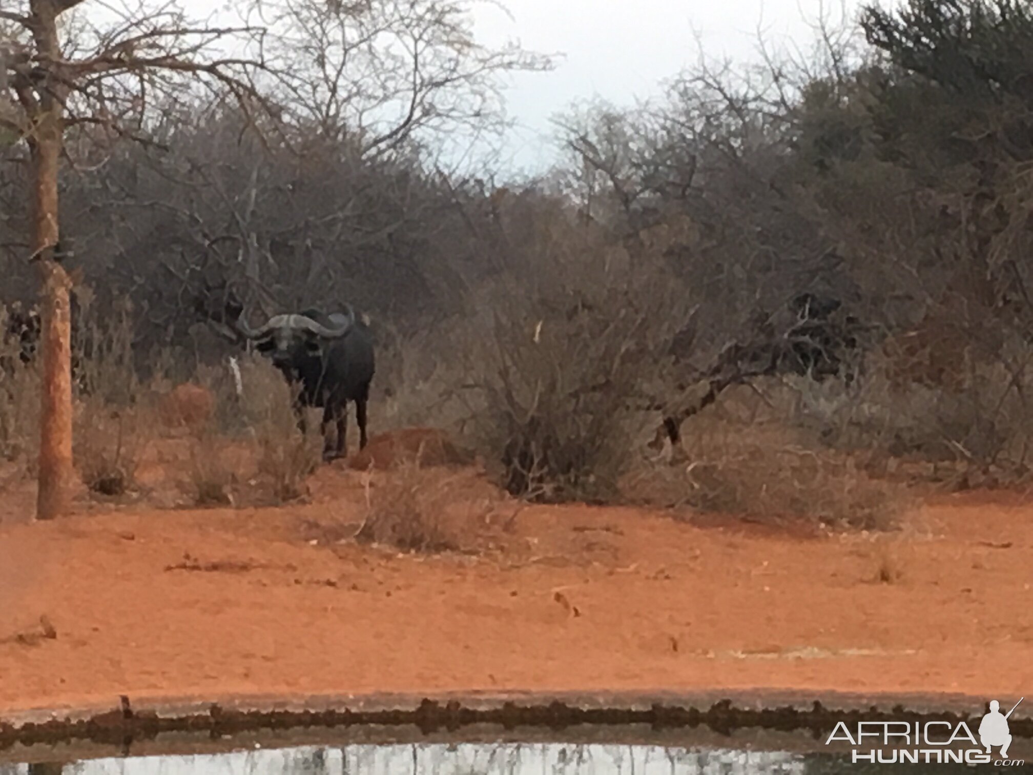 Cape Buffalo South Africa