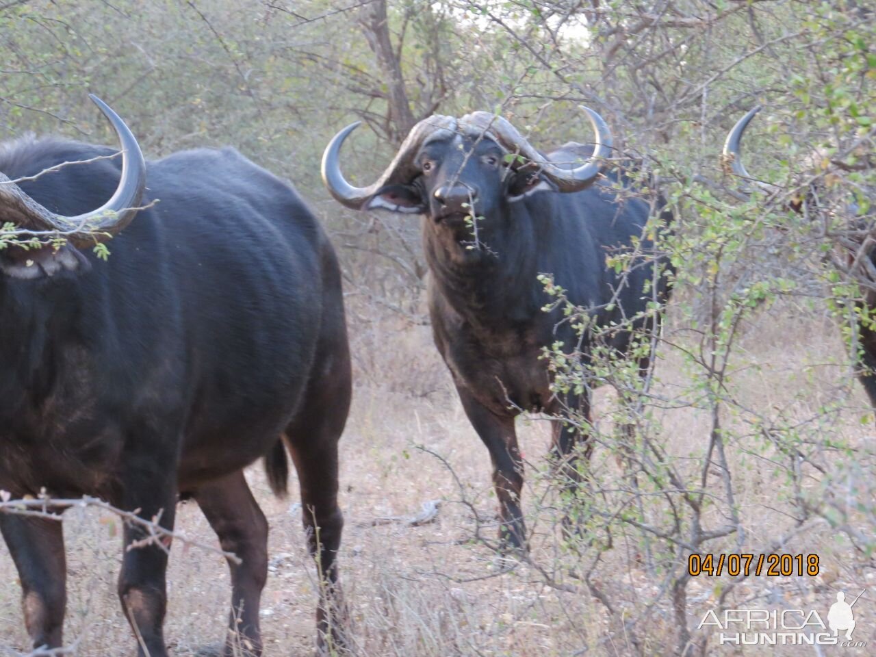 Cape Buffalo South Africa