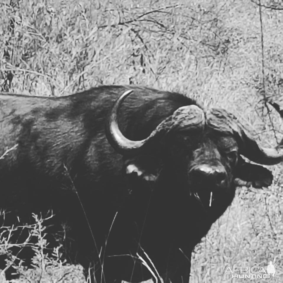 Cape Buffalo South Africa