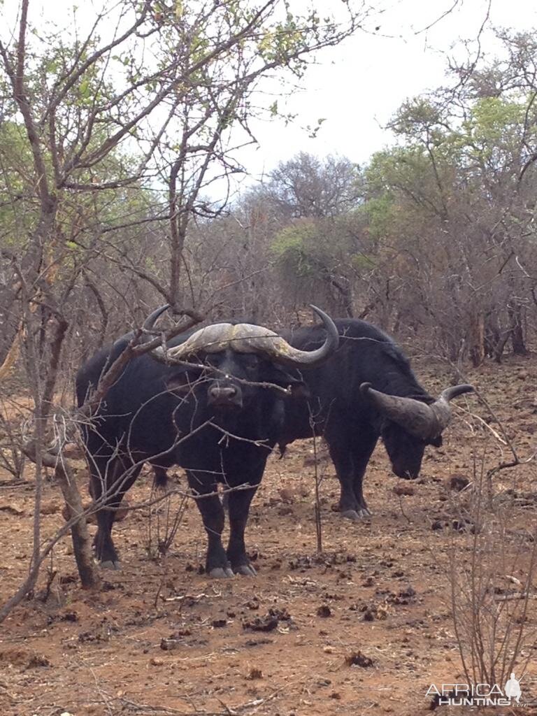 Cape Buffalo South Africa